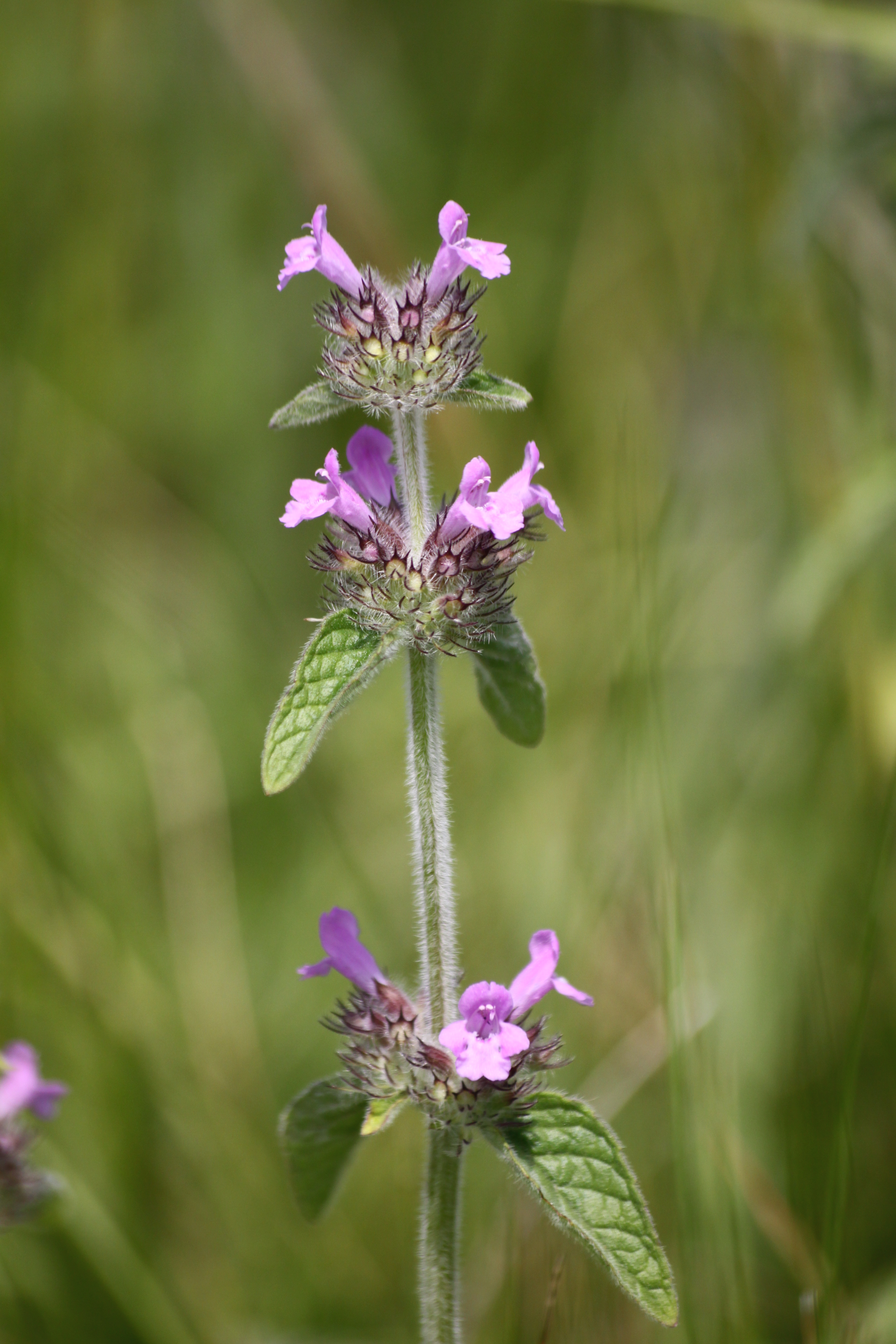 13082013182404 1391 art 463 clinopodium vulgare worth a d lafnitz 286 48