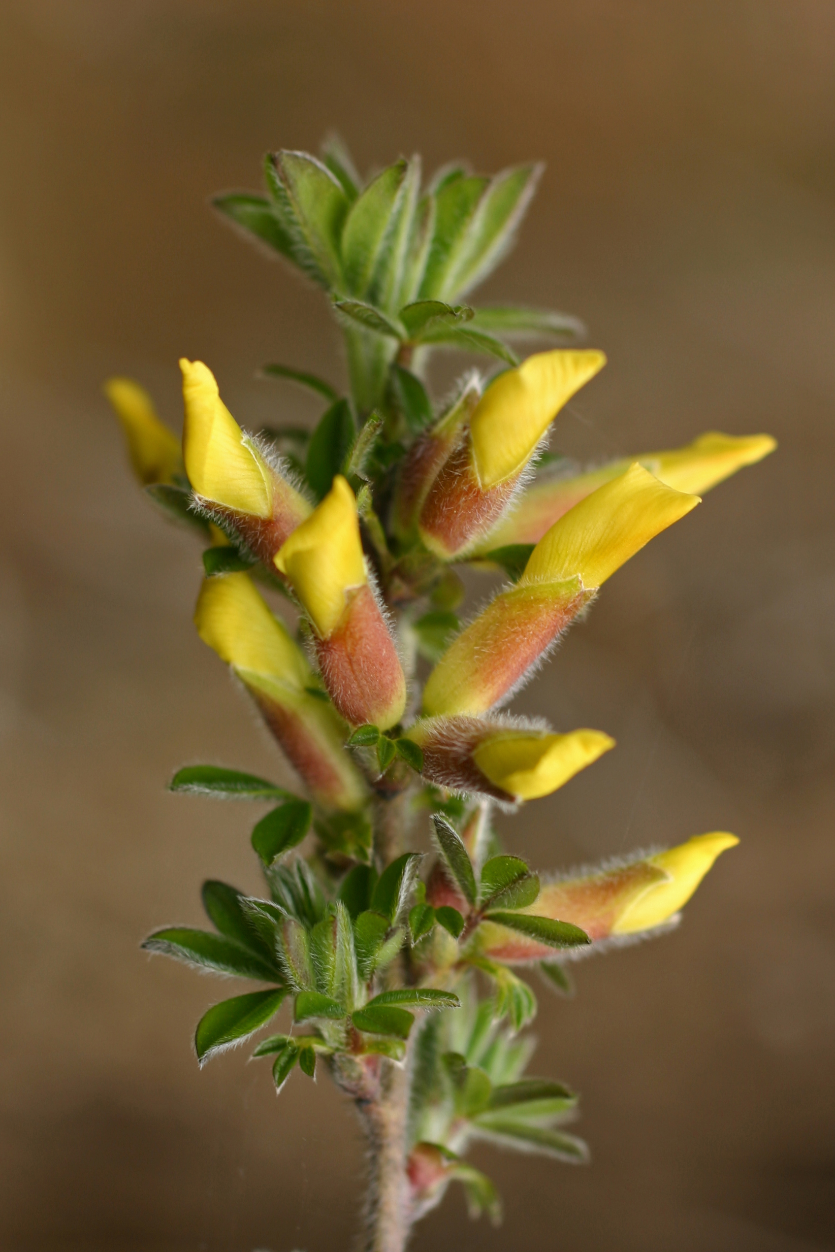 13082013182626 1392 art 462 chamaecytisus2 hirsutus ori