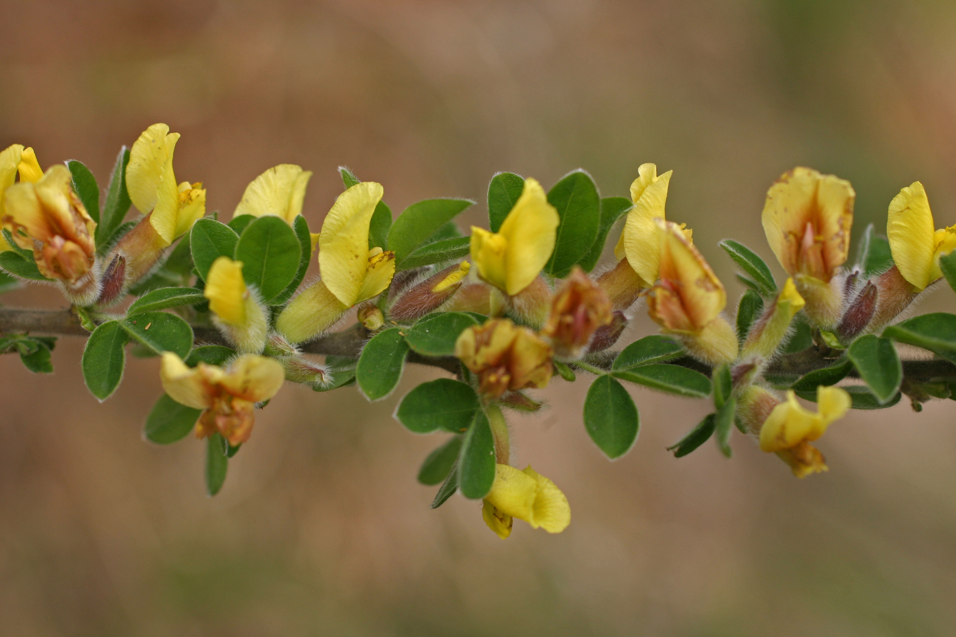 13082013182827 1393 art 462 chamaecytisus1 hirsutus ori