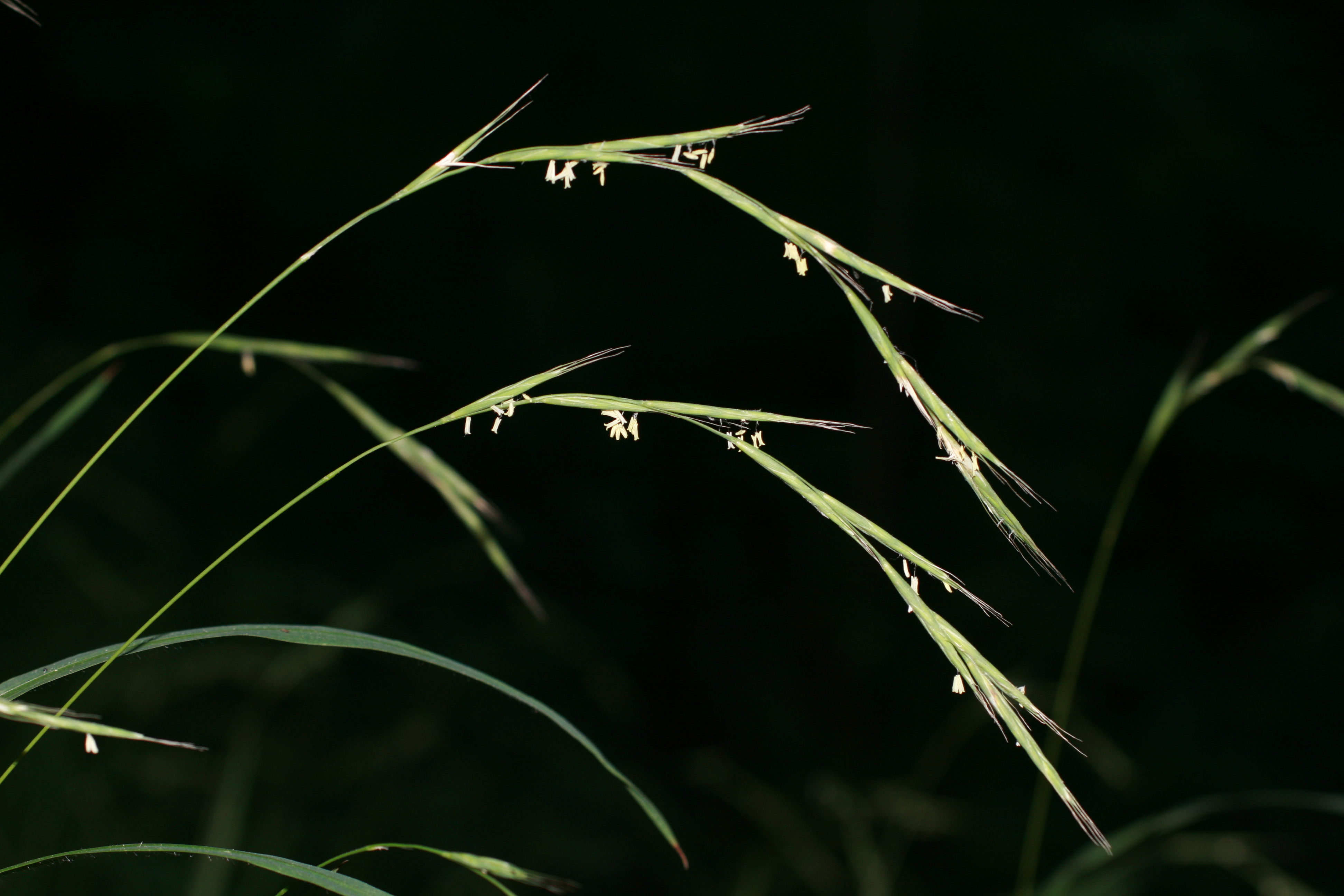 13082013183132 1394 art 464 brachypodium sylvaticum steinriegel 001 1