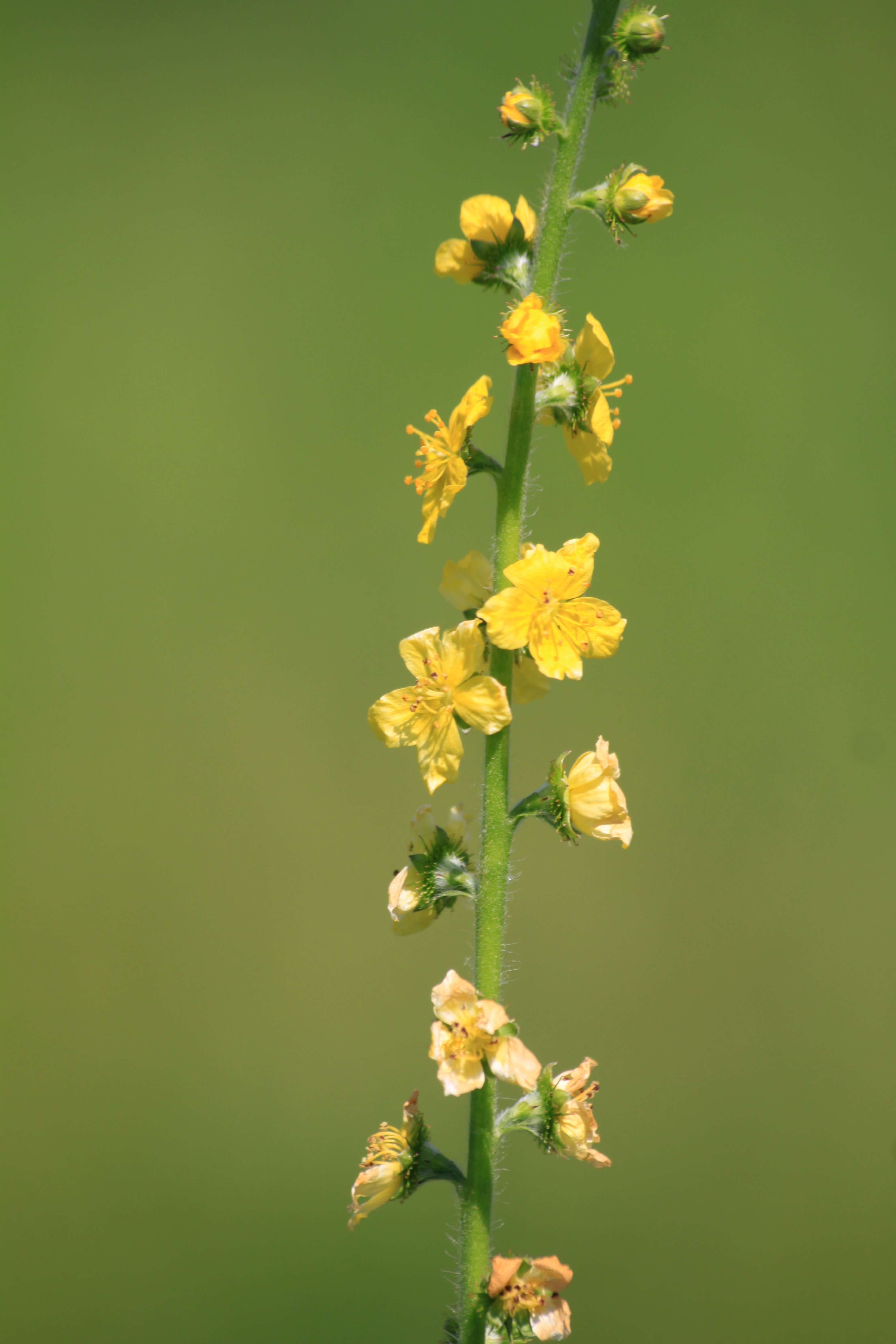 13082013183423 1395 art 434 agrimonia eupatoria urbersdorf stremtal 01 306