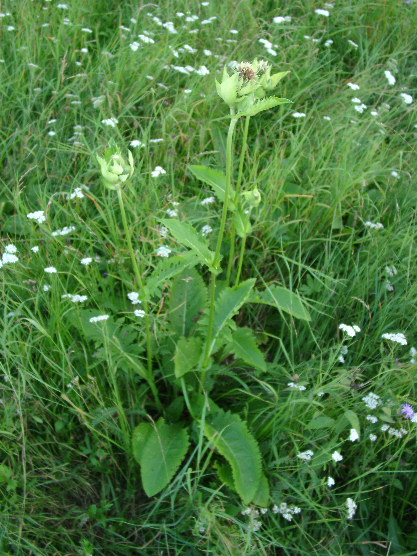 13082013184554 1398 art 350 cirsium oleraceum 08120031