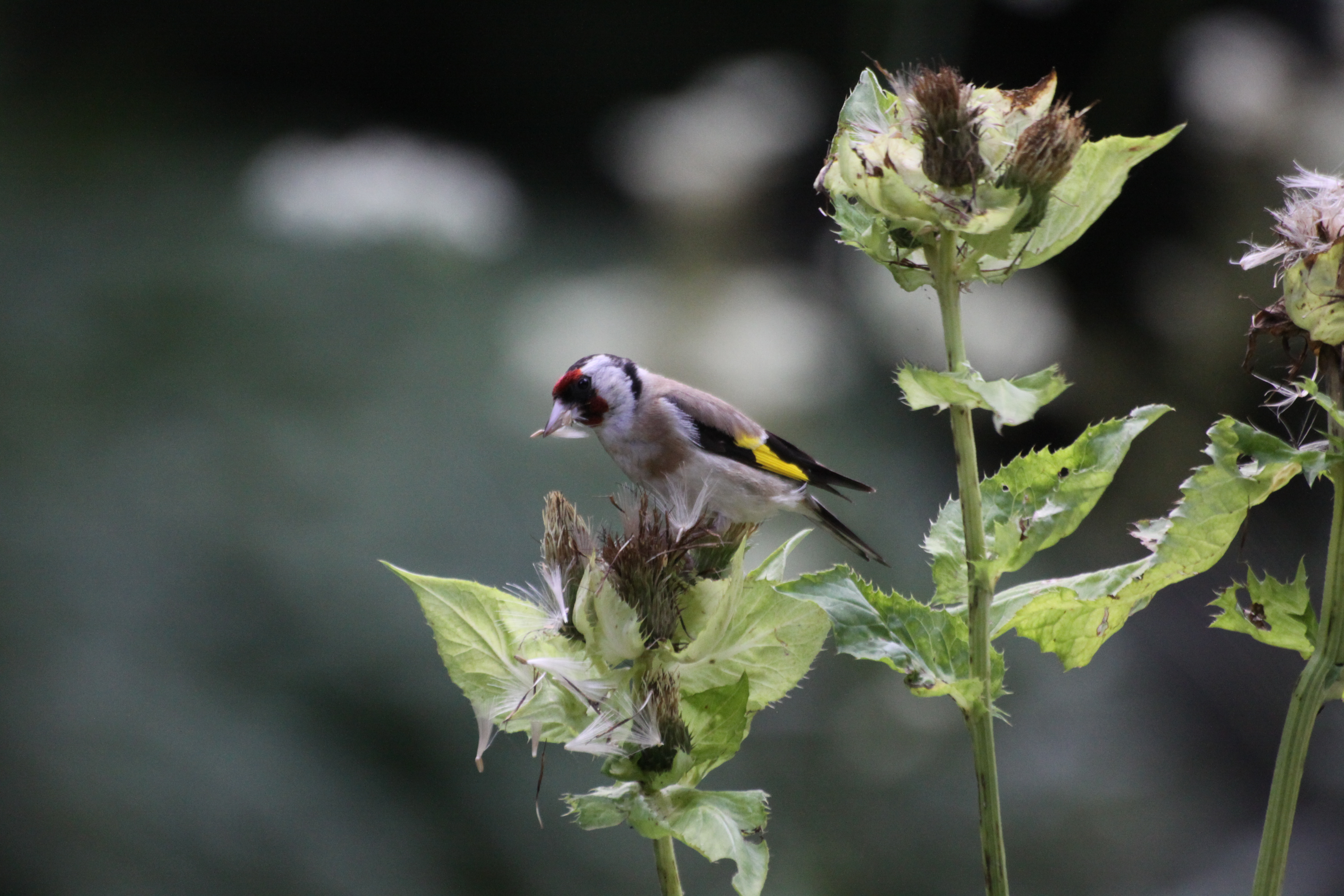 13082013185237 1399 art 350 carduelis spinus auf cirsium oleraceum teichalm 89 115