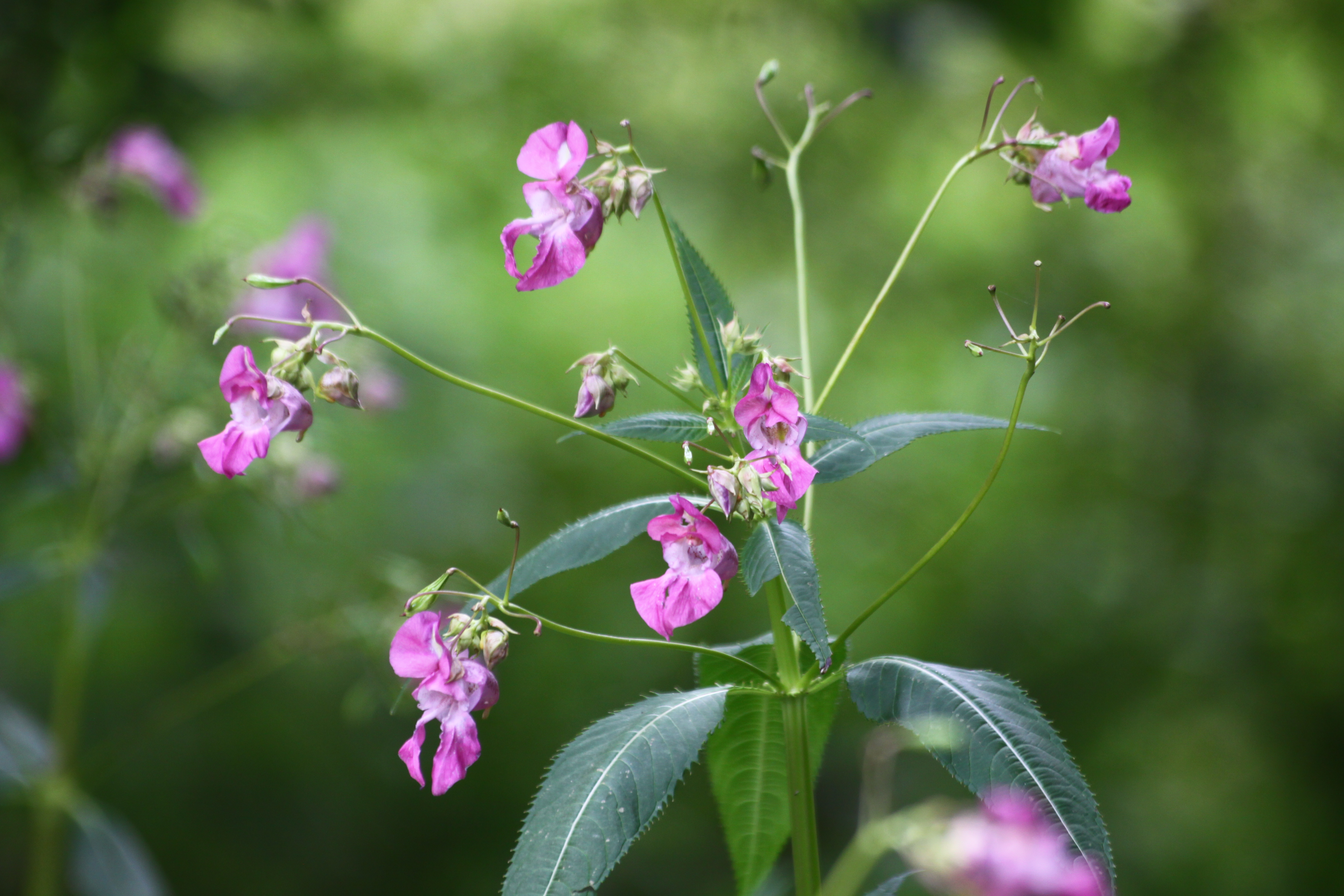 13082013193808 1400 art 571 unterrohr rauchmuhle 22 238