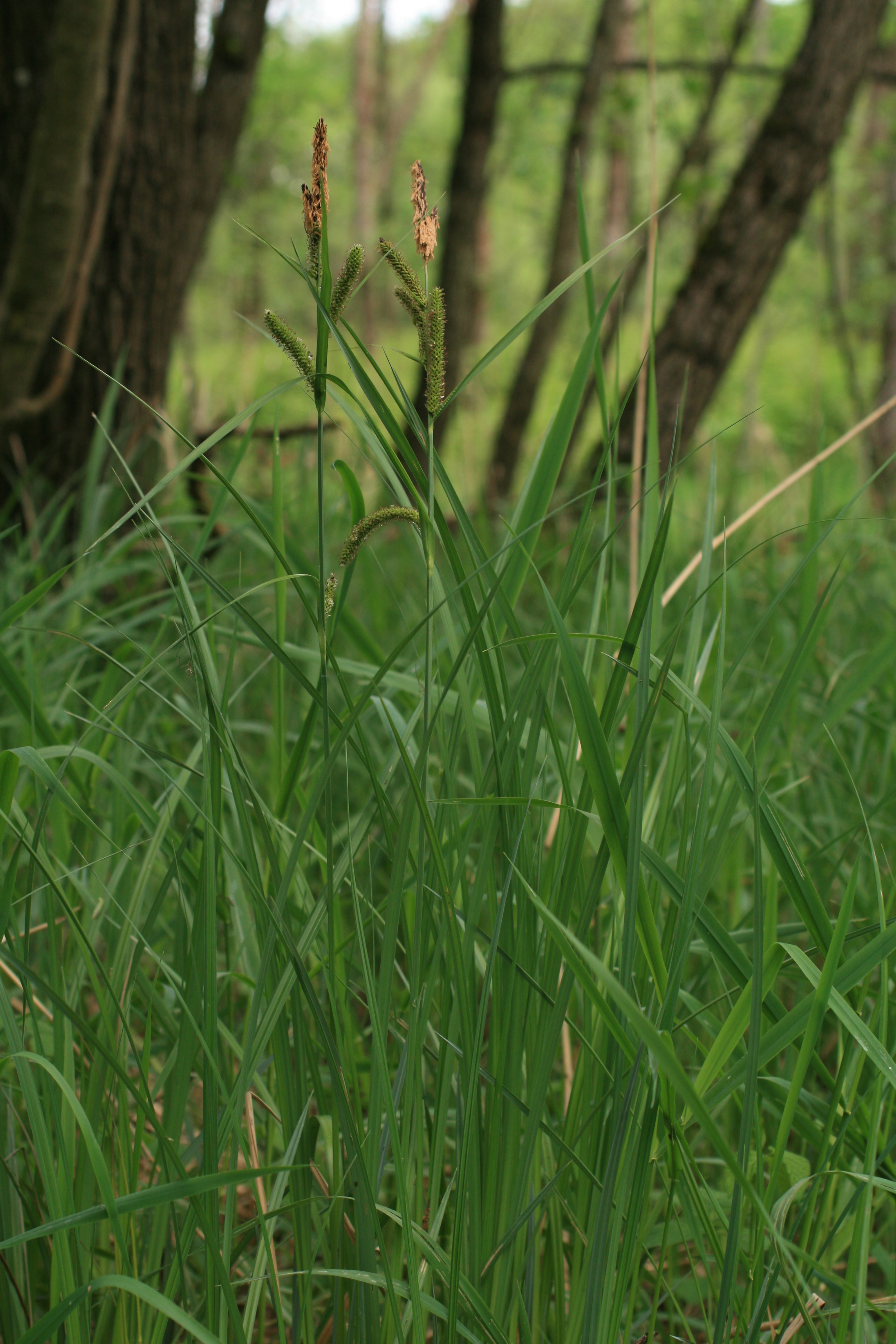 13082013194201 1401 art 365 carex acutiformis werndf img 7631 5
