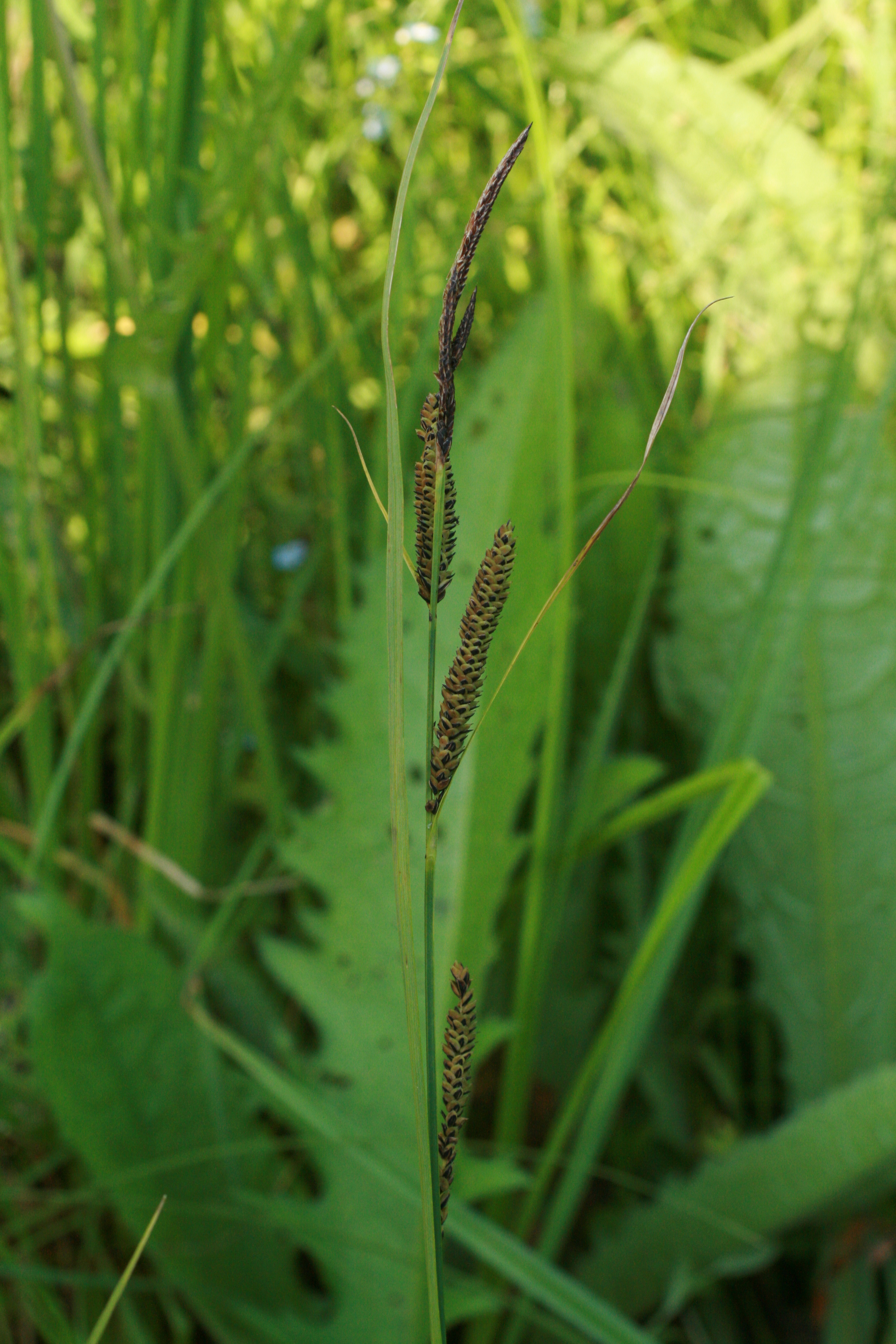 13082013194530 1402 art 362 carex cf acuta stradner kogel bild 025 37