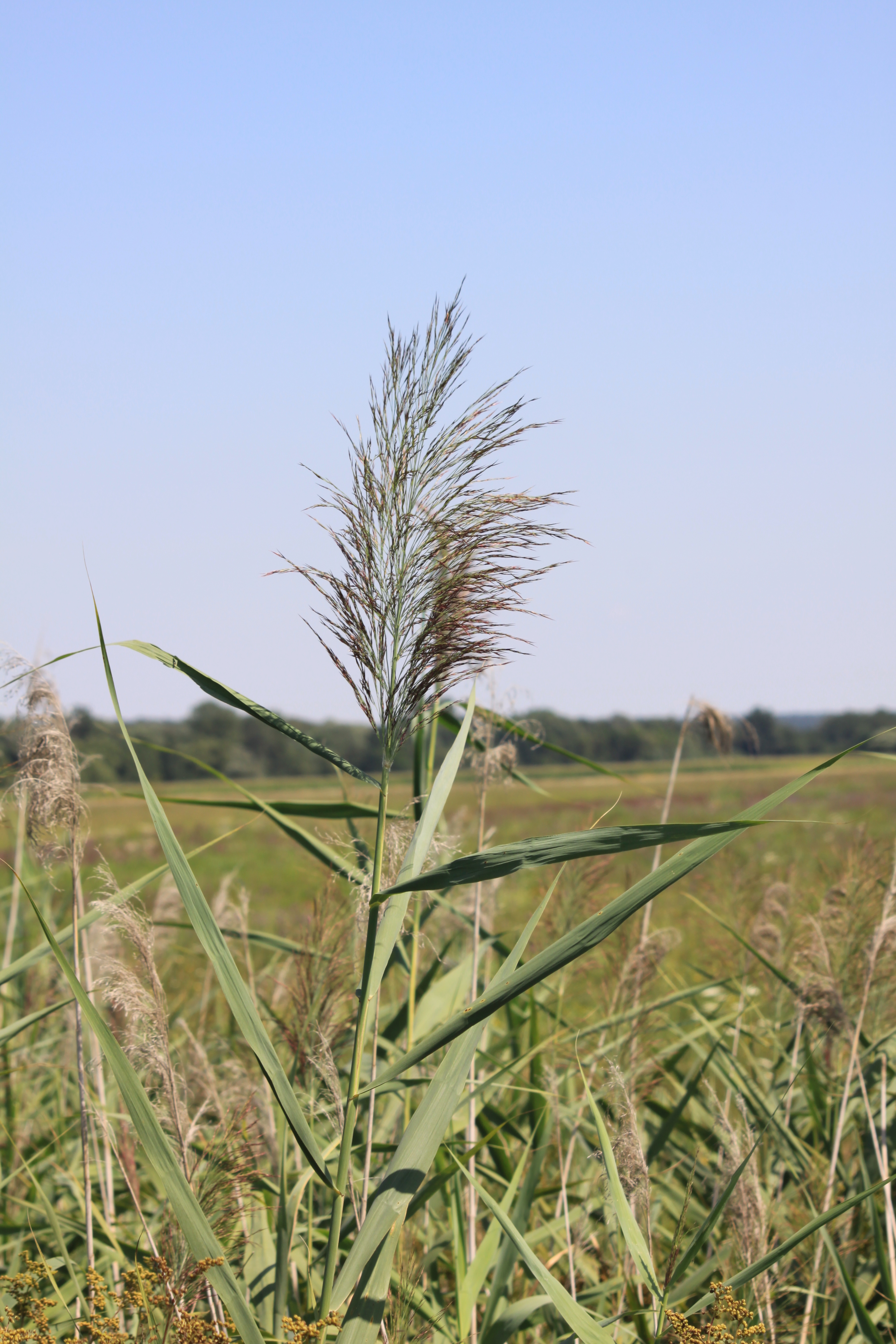 13082013194828 1403 art 351 phragmites australis urbersdorf stremtal 01 322