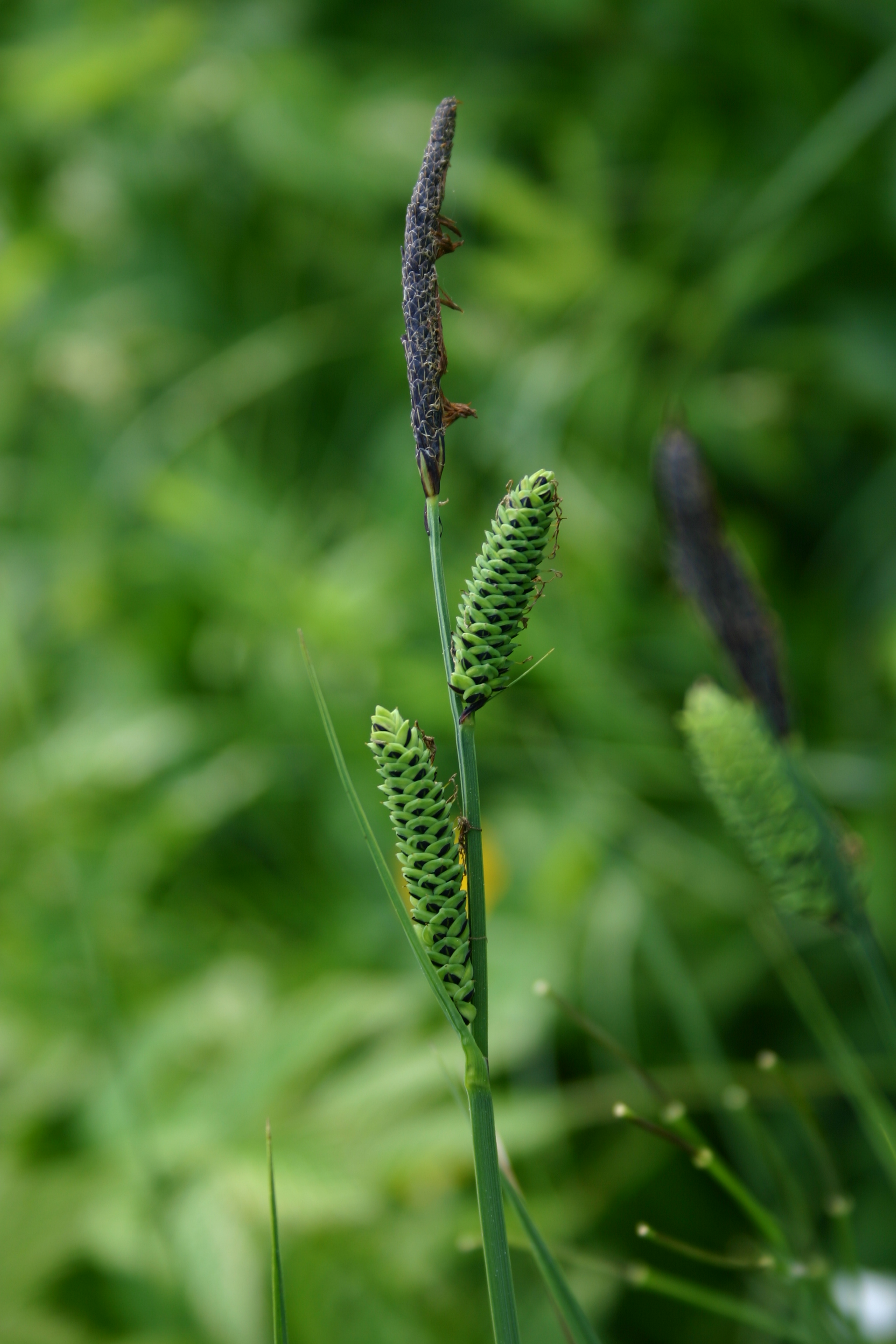 13082013195540 1404 art 344 carex nigra img 8147