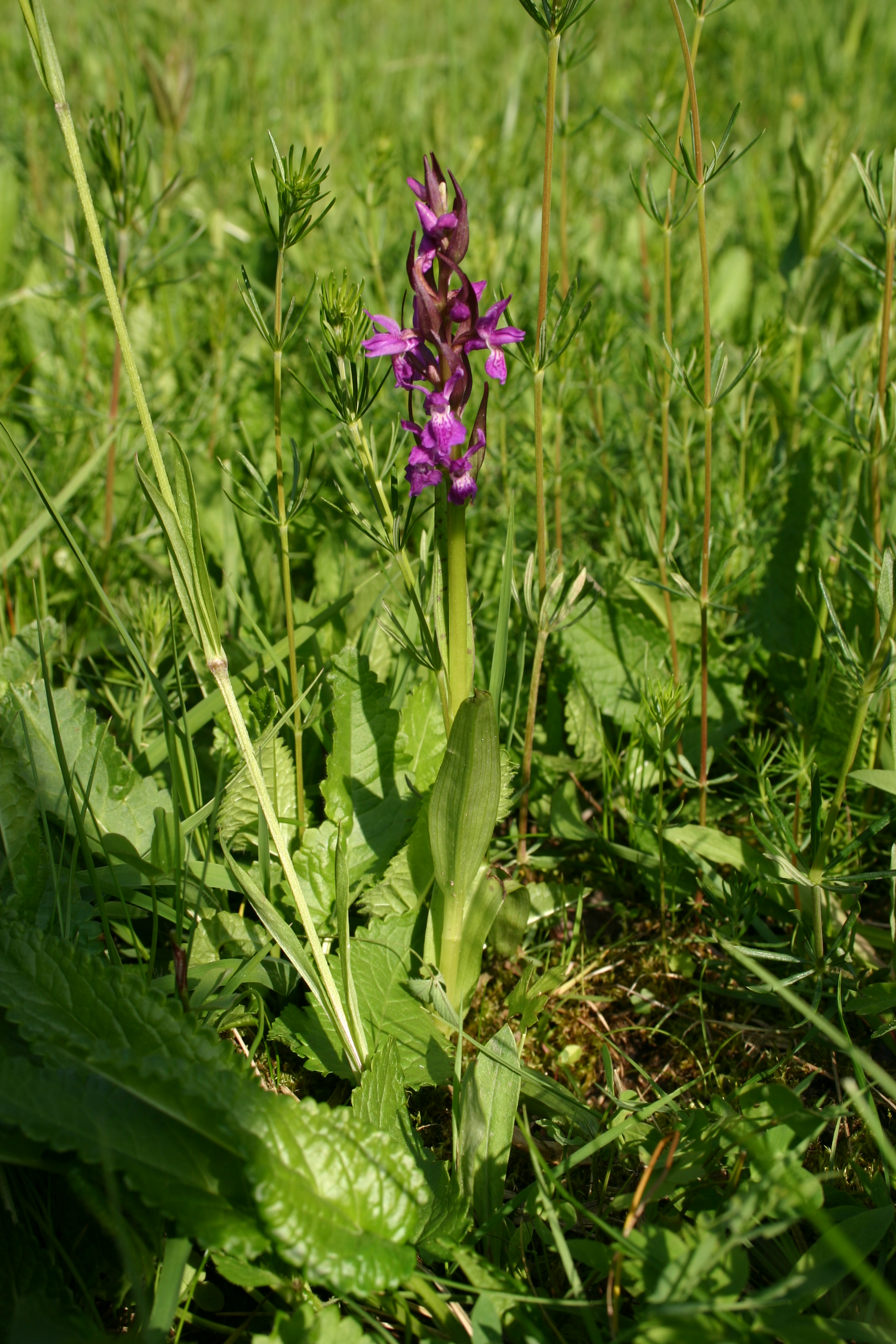 13082013200147 1405 art 330 dactylorhiza majalis img 8134