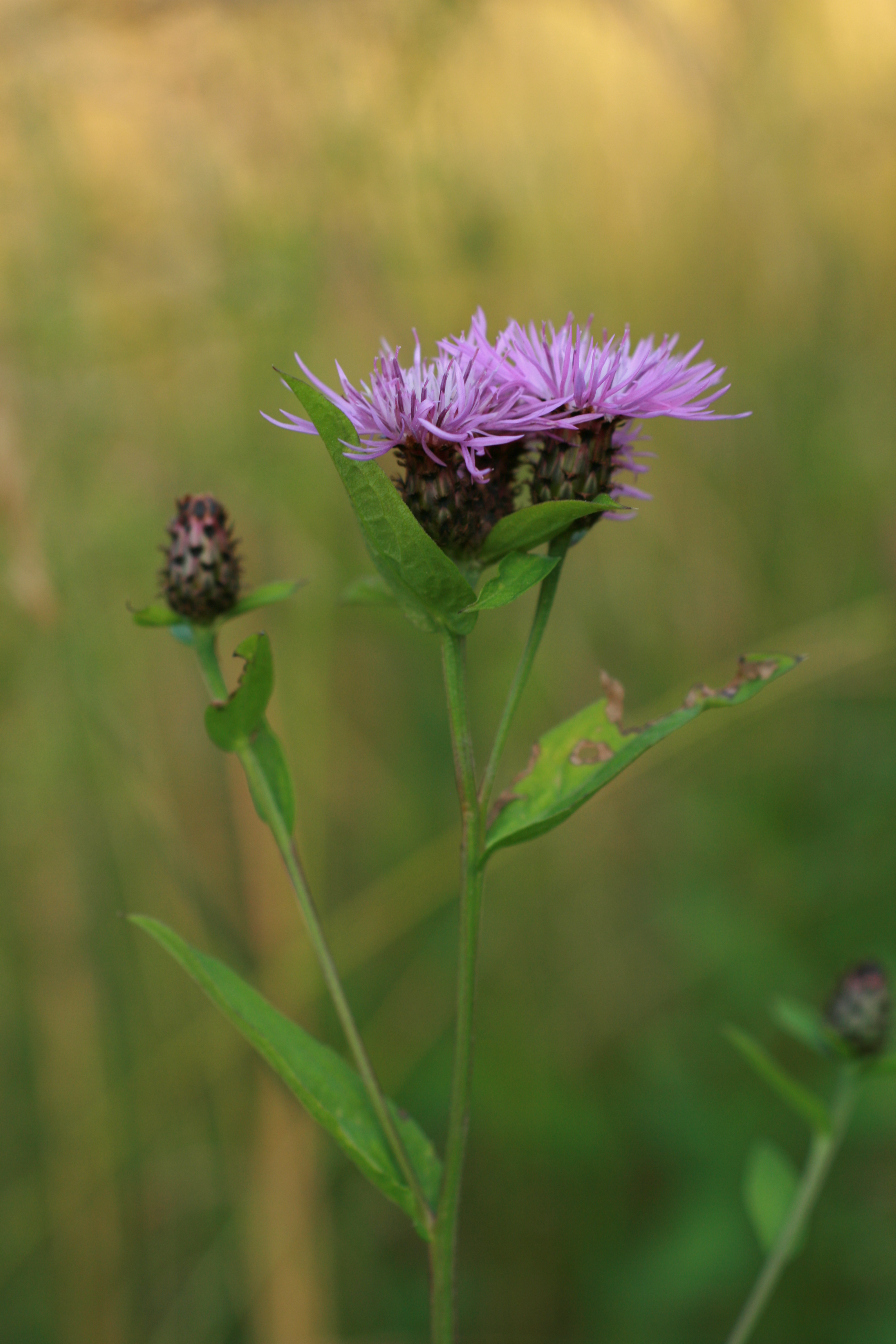 13082013200320 1406 art 329 centaurea nigrescens sub vochinensis burgfried bild 063 16