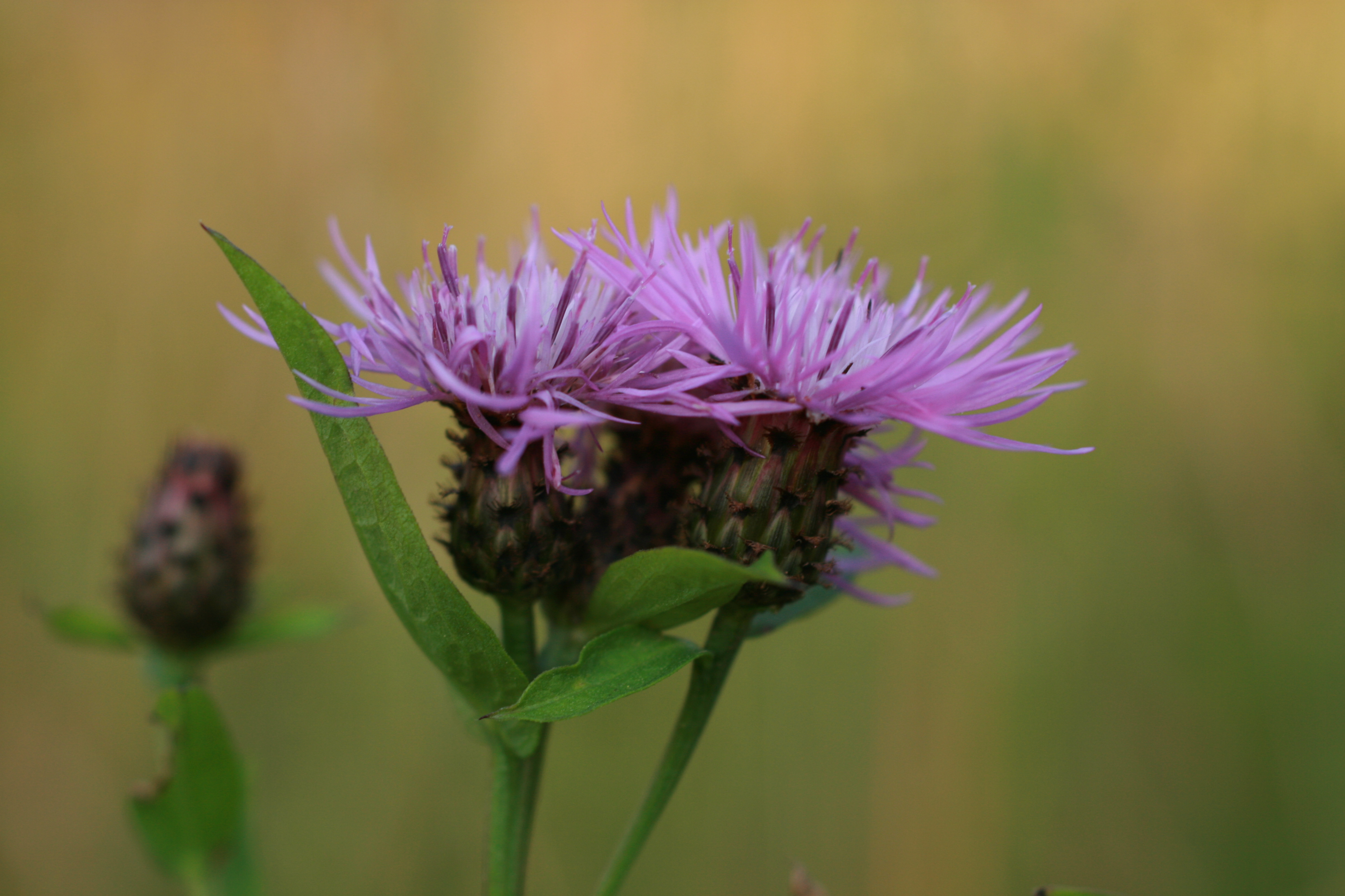 13082013201931 1407 art 329 centaurea nigrescens sub vochinensis burgfried bild 063 17