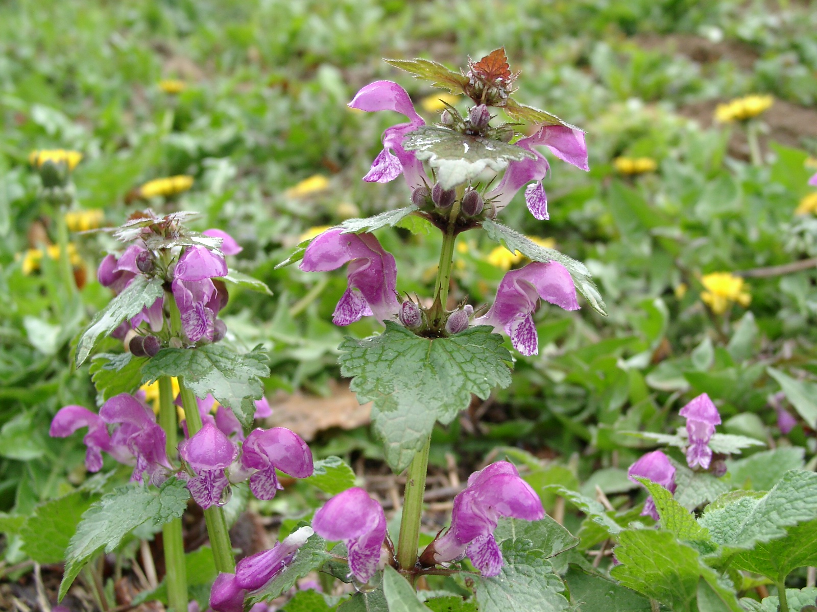 13082013202151 1408 art 317 lamium maculatum 04130004