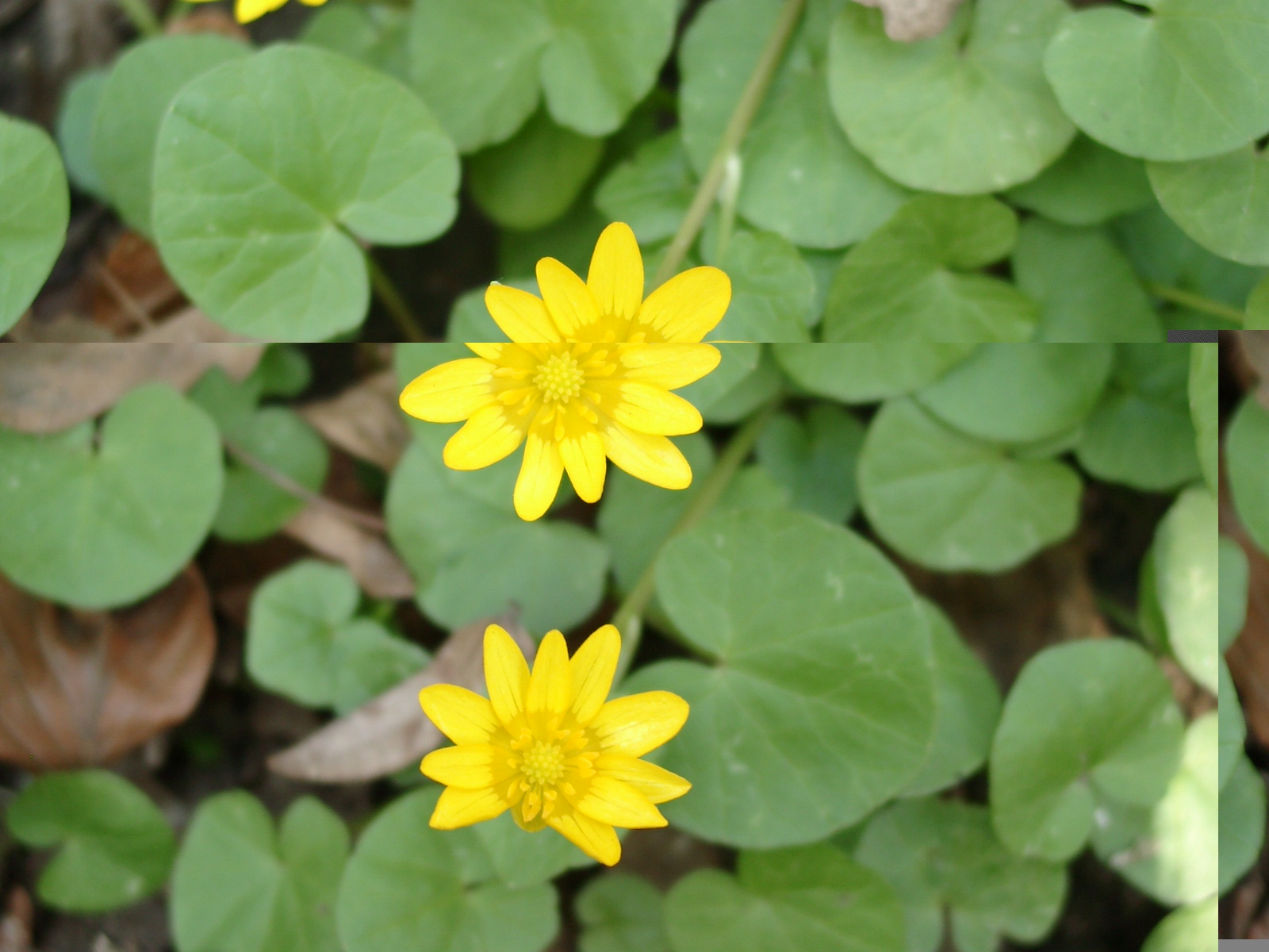 13082013202259 1409 art 306 ranunculus ficaria 03290032 1