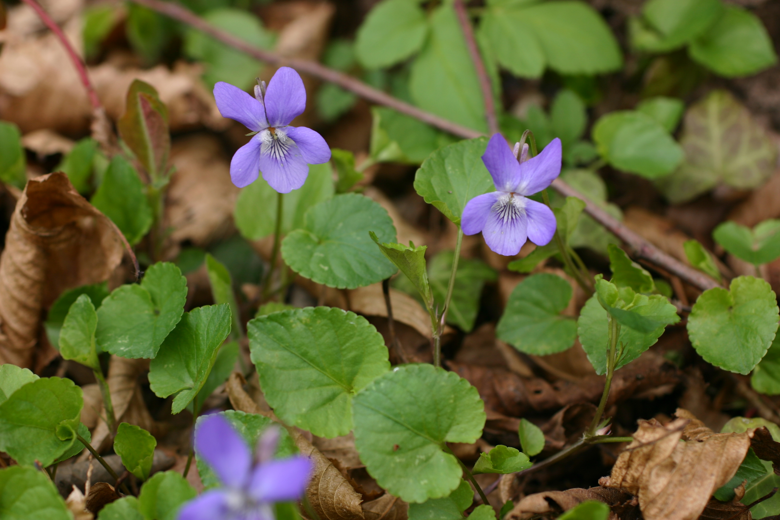13082013204731 1410 art 303 viola riviniana bschaidkg sud img 6551 4