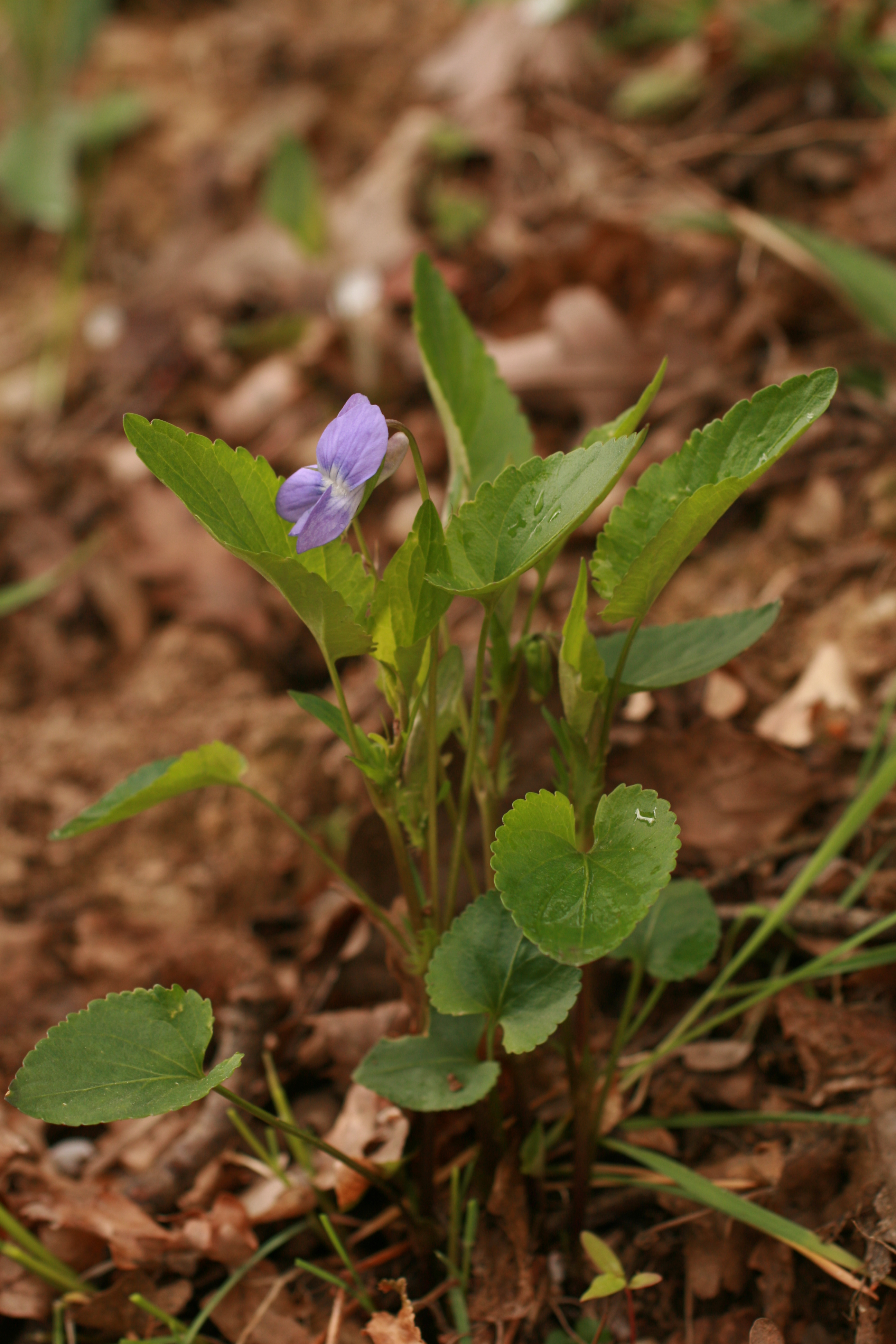 13082013205010 1411 art 303 viola riviniana rechnitz gmark 040 19