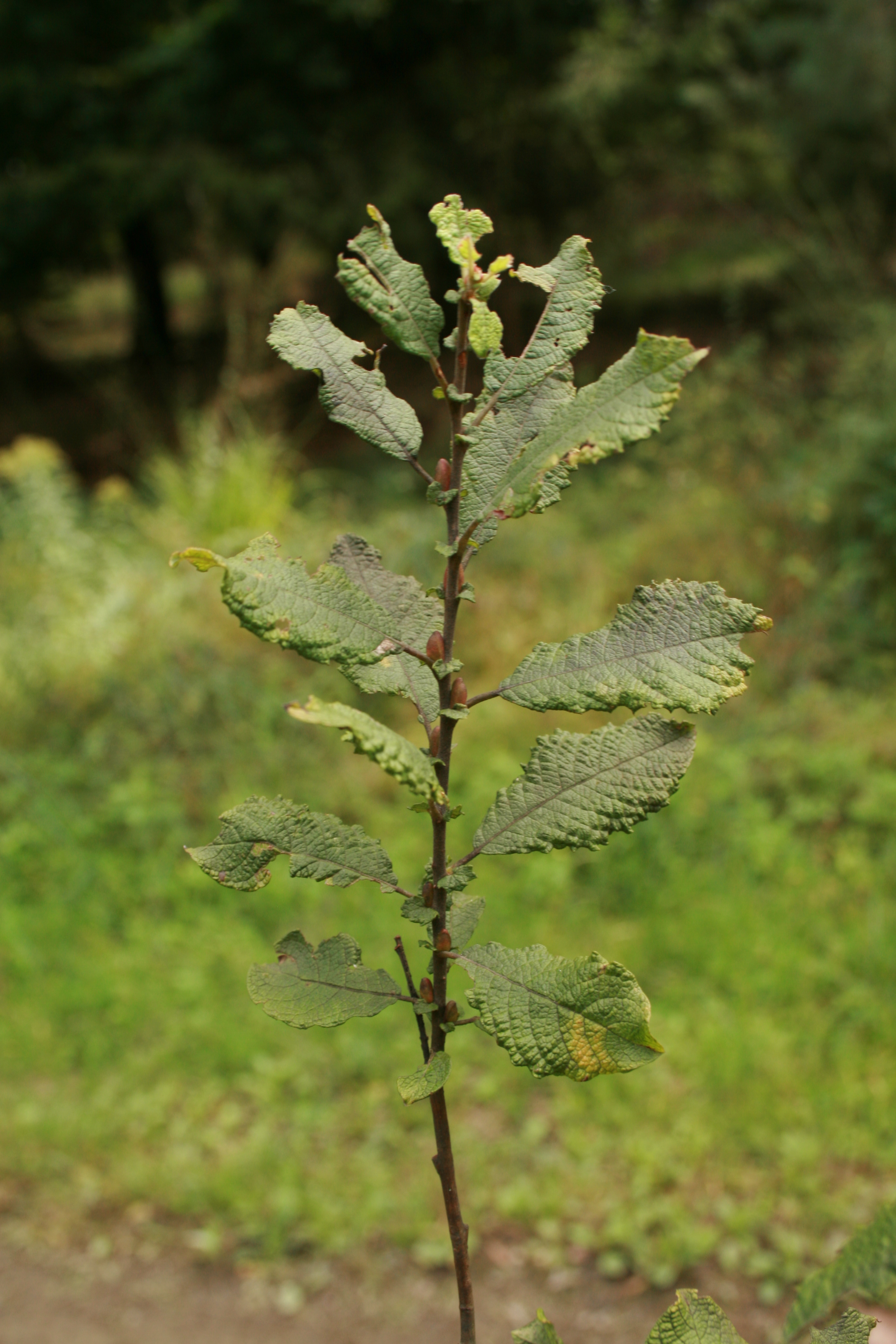 13082013205335 1412 art 300 salix aurita schweinsbachwald 0 036 8