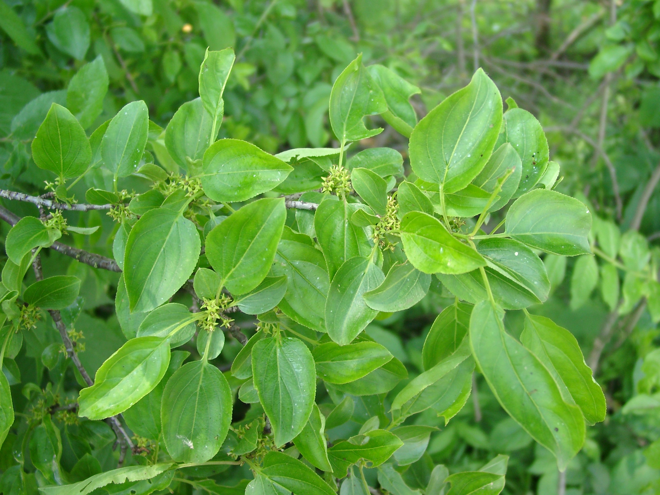 13082013205439 1413 art 280 rhamnus cathartica 05210022