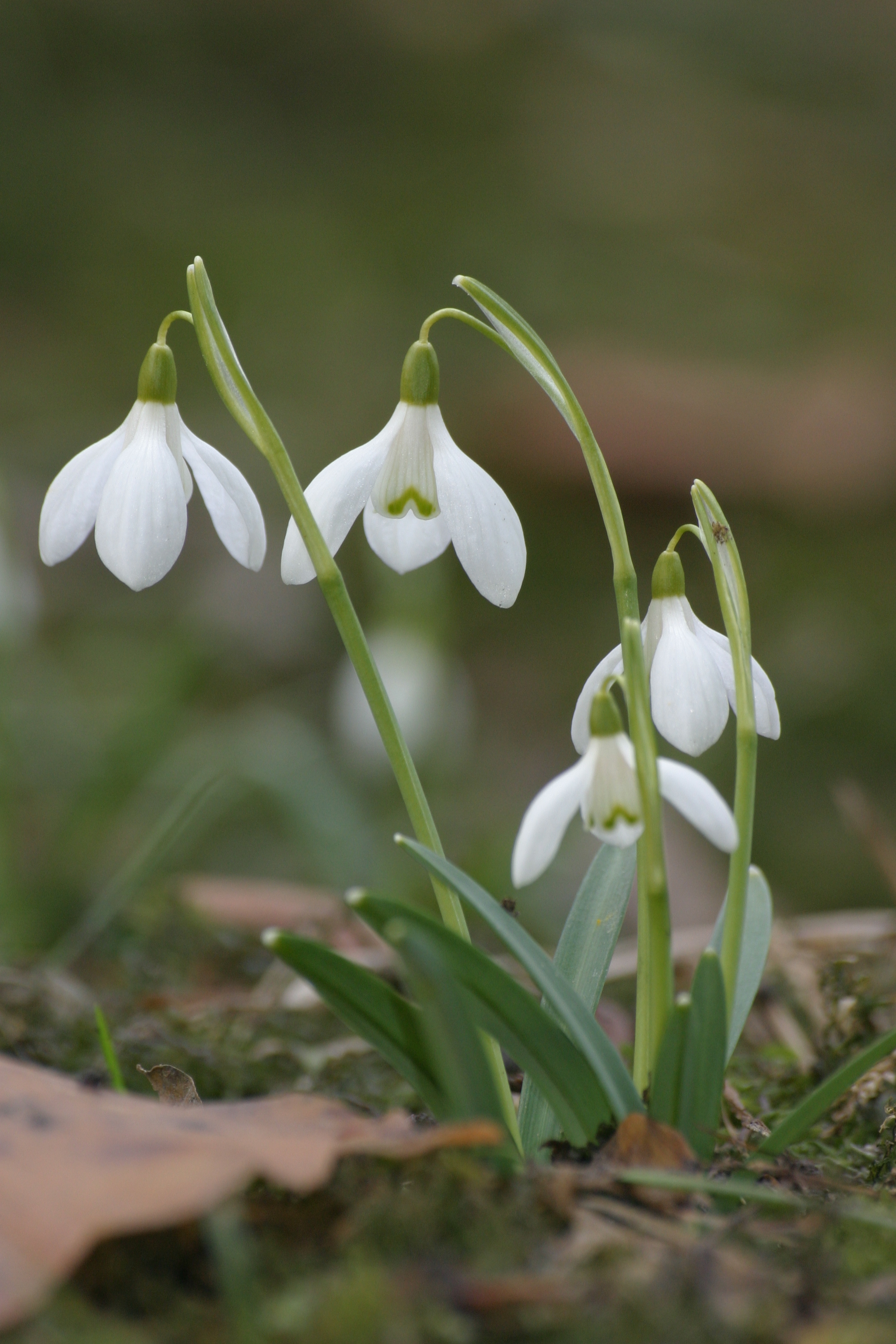 13082013205807 1414 art 276 galanthus nivalis img 6001
