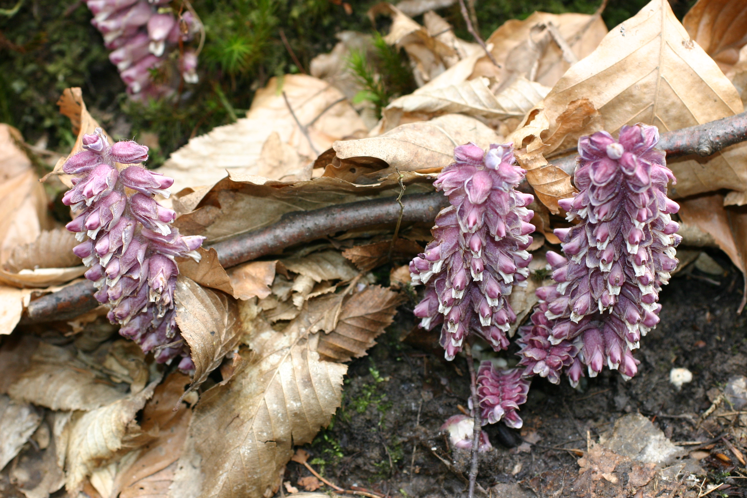 13082013210122 1415 art 273 lathrea squamaria eichgraben img 6647 3