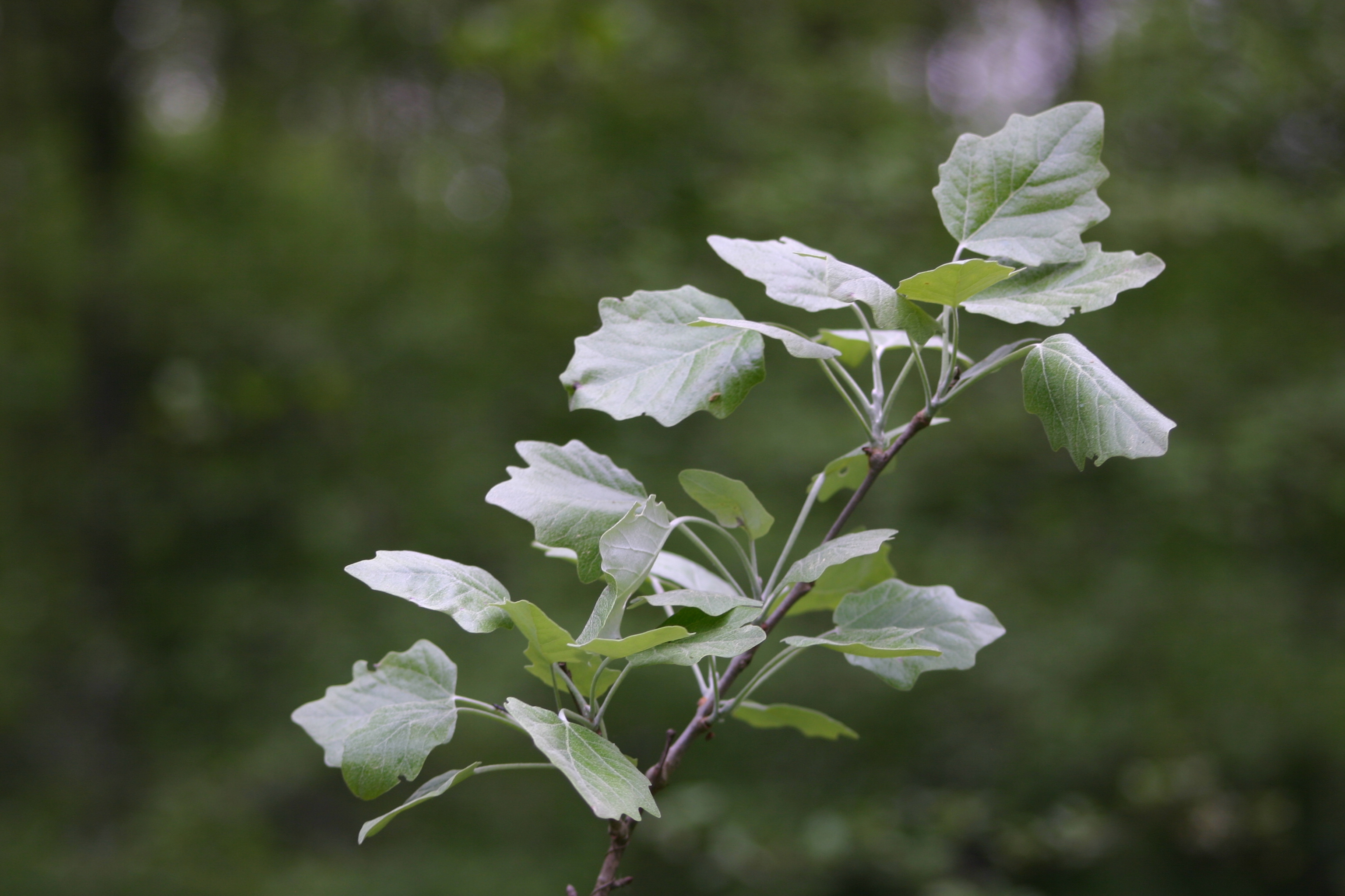 13082013210342 1416 art 270 populus alba werndf img 9405 2