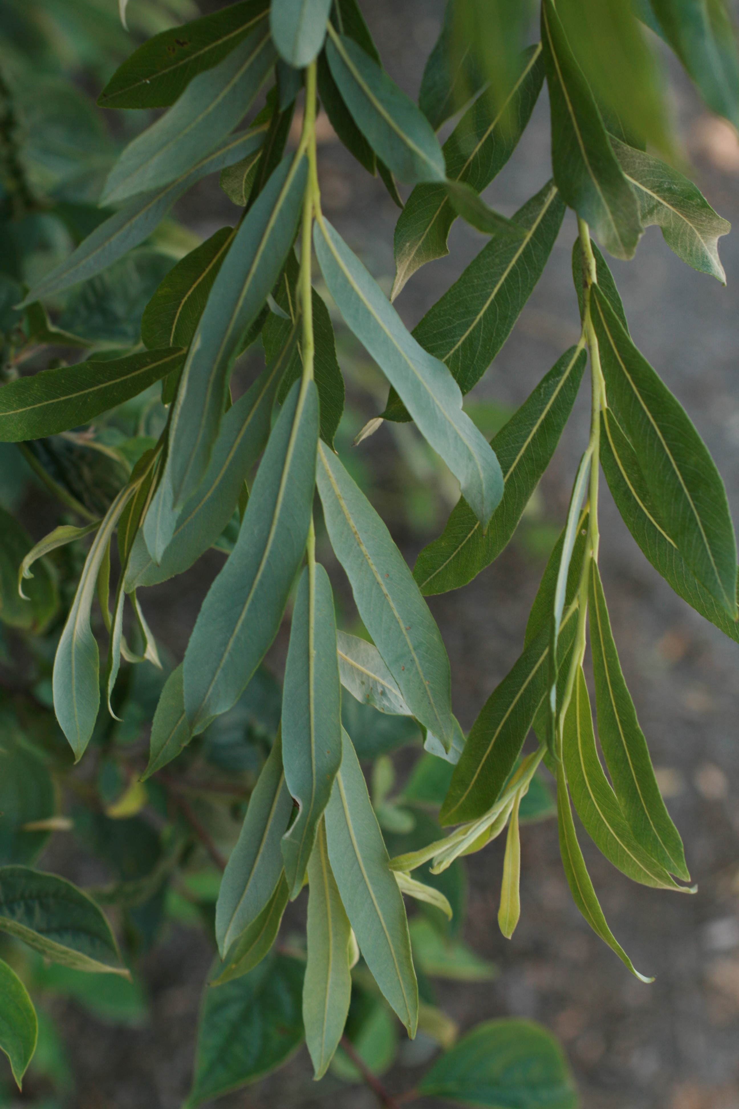 13082013210530 1417 art 268 salix cf purpurea x viminalis unterrohr bild 238 54