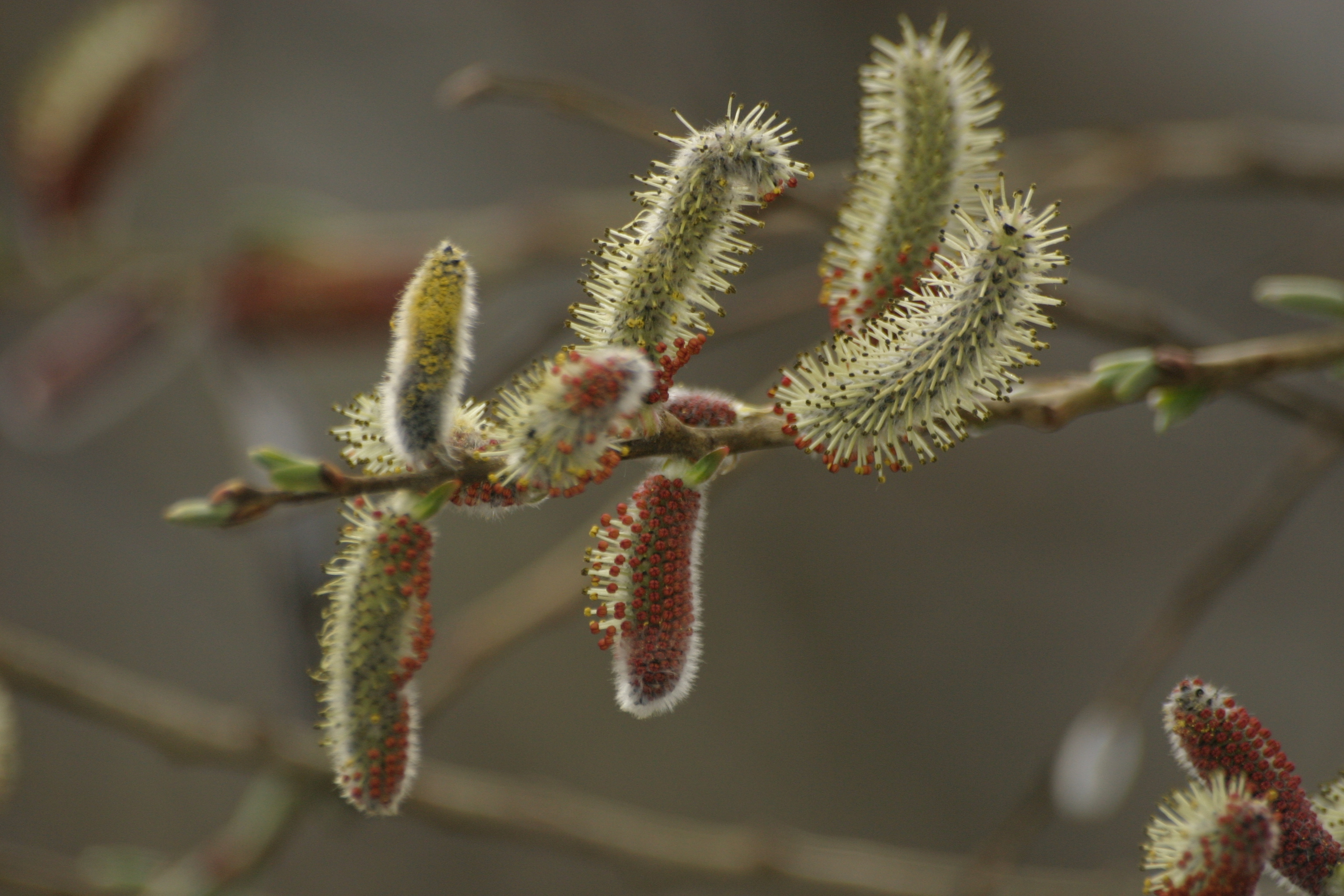 13082013210718 1418 art 268 salix purpurea grafenstein img 7185 6