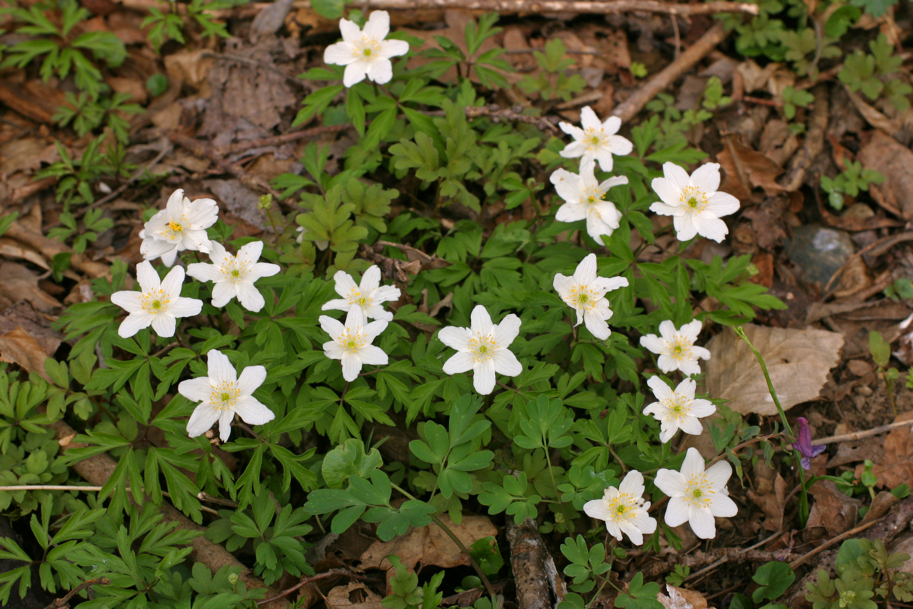 13082013211207 1420 art 250 anemone n2