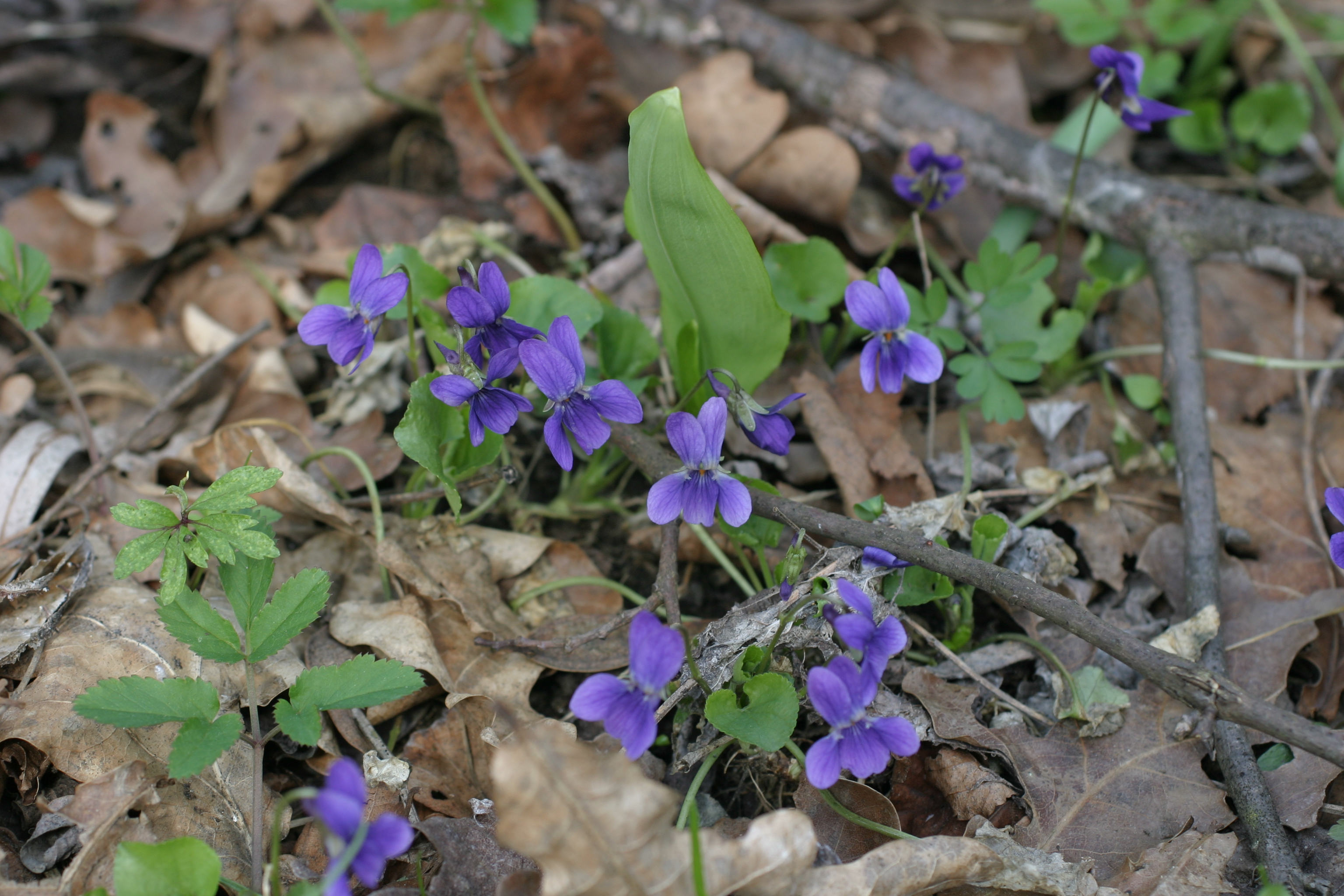 13082013211441 1421 art 249 viola odorata mureck img 6732 1