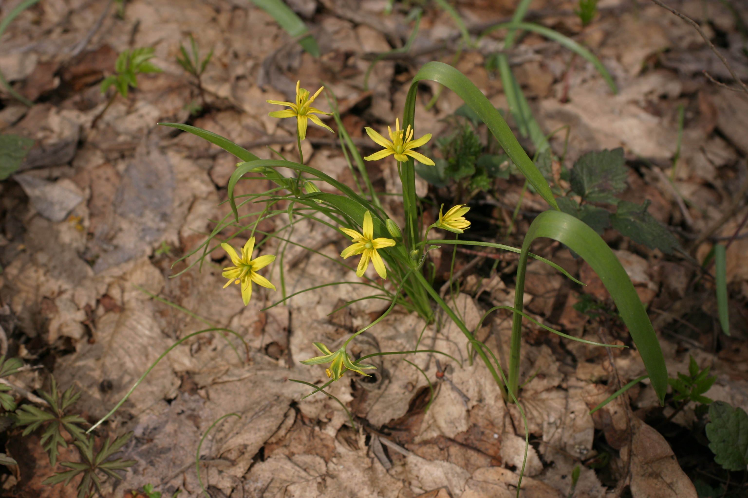 13082013211752 1422 art 239 gagea lutea weitersfeld img 6605 3