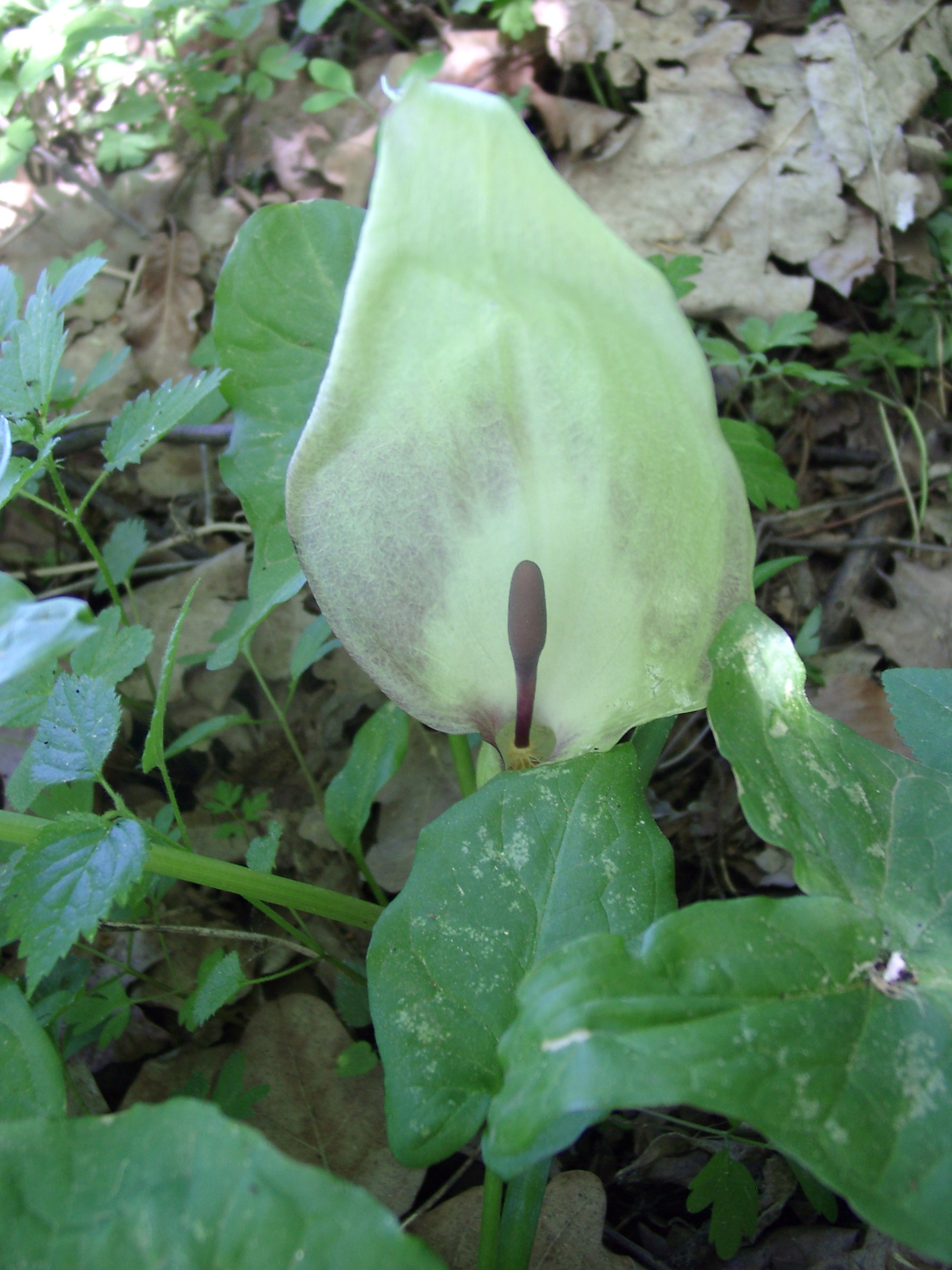 13082013212123 1423 art 235 arum maculatum 05050031 8