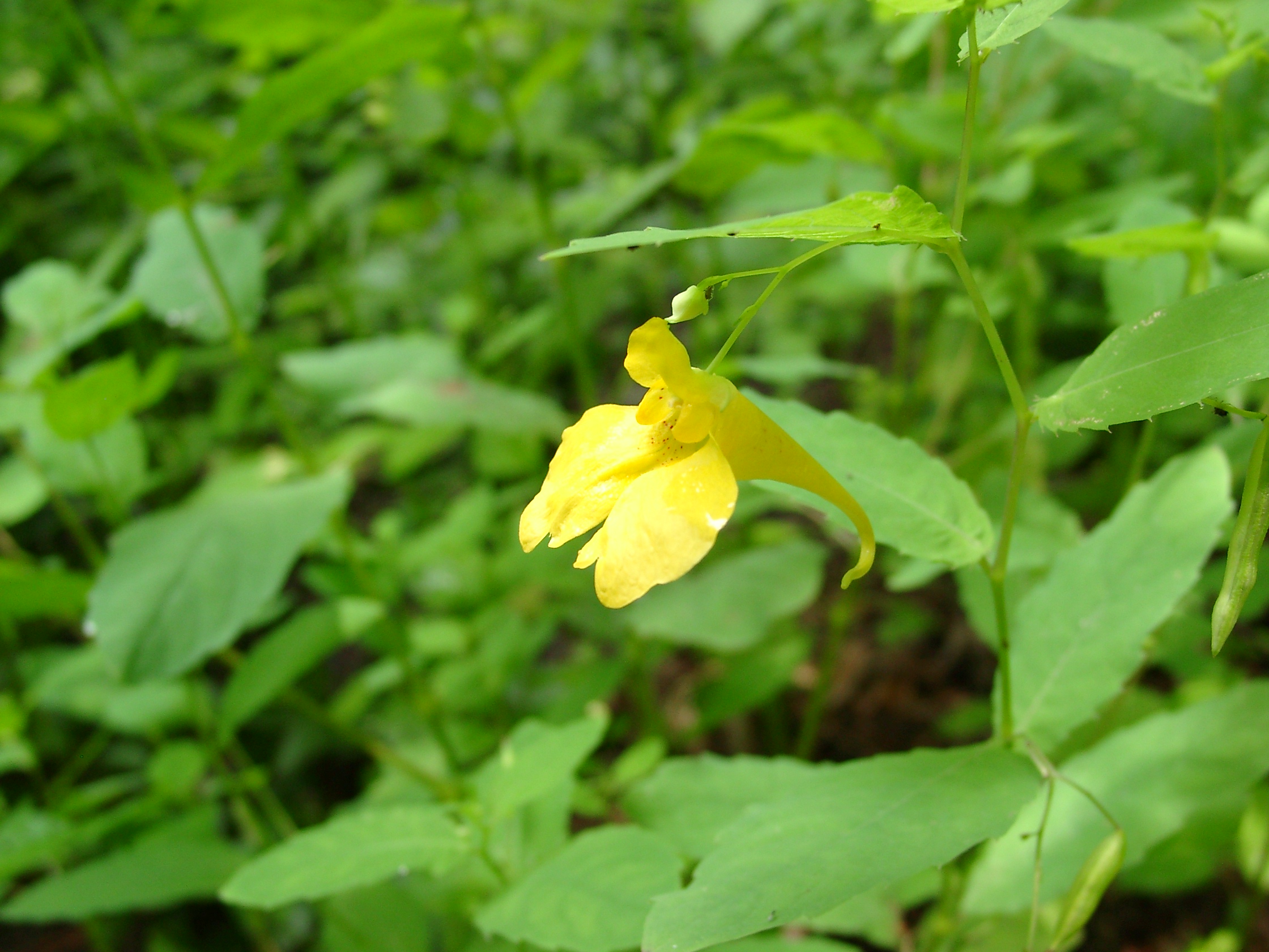 13082013212234 1424 art 200 impatiens noli tangere 07240092