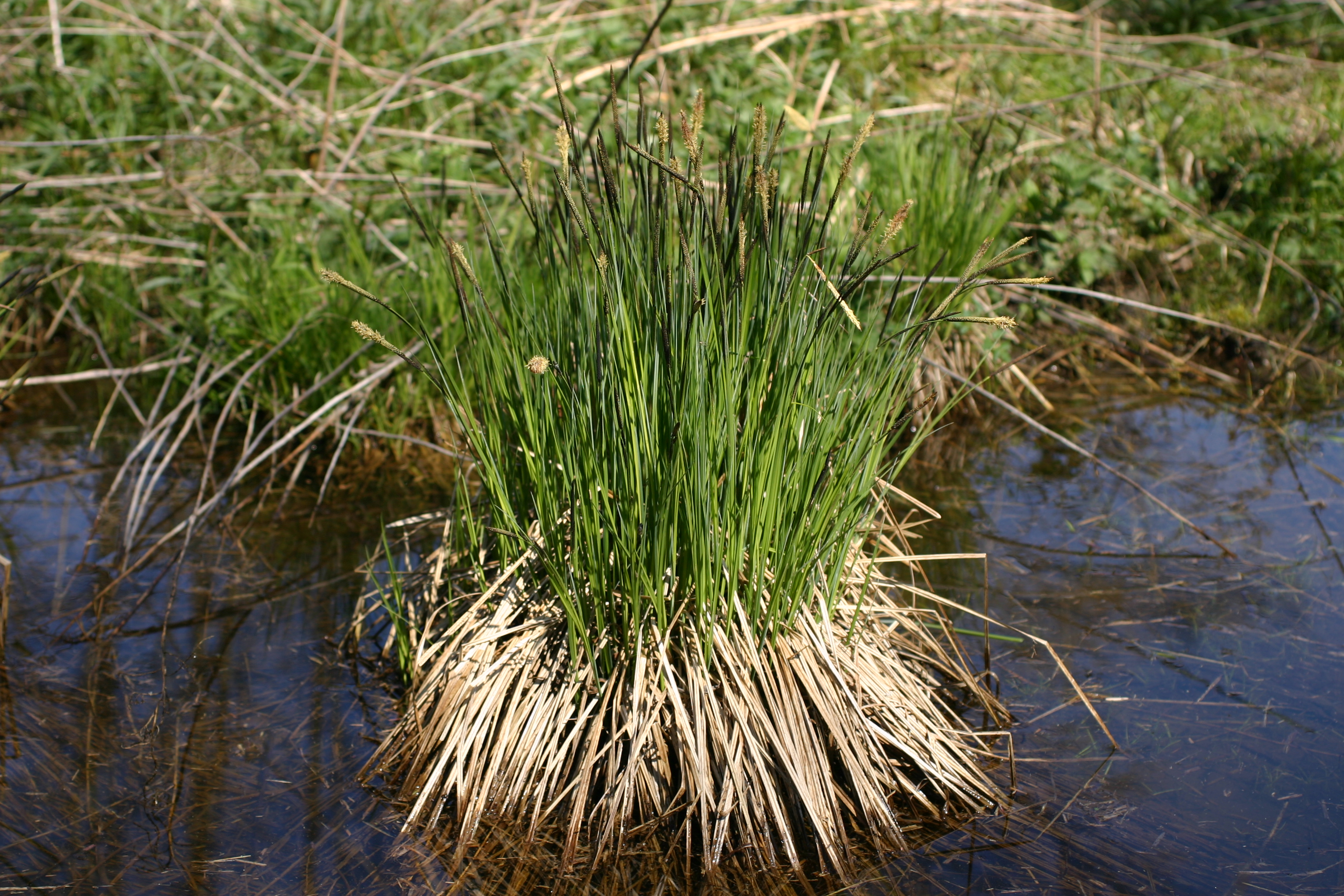 13082013212844 1425 art 203 carex elata nsg luka img 6908 2