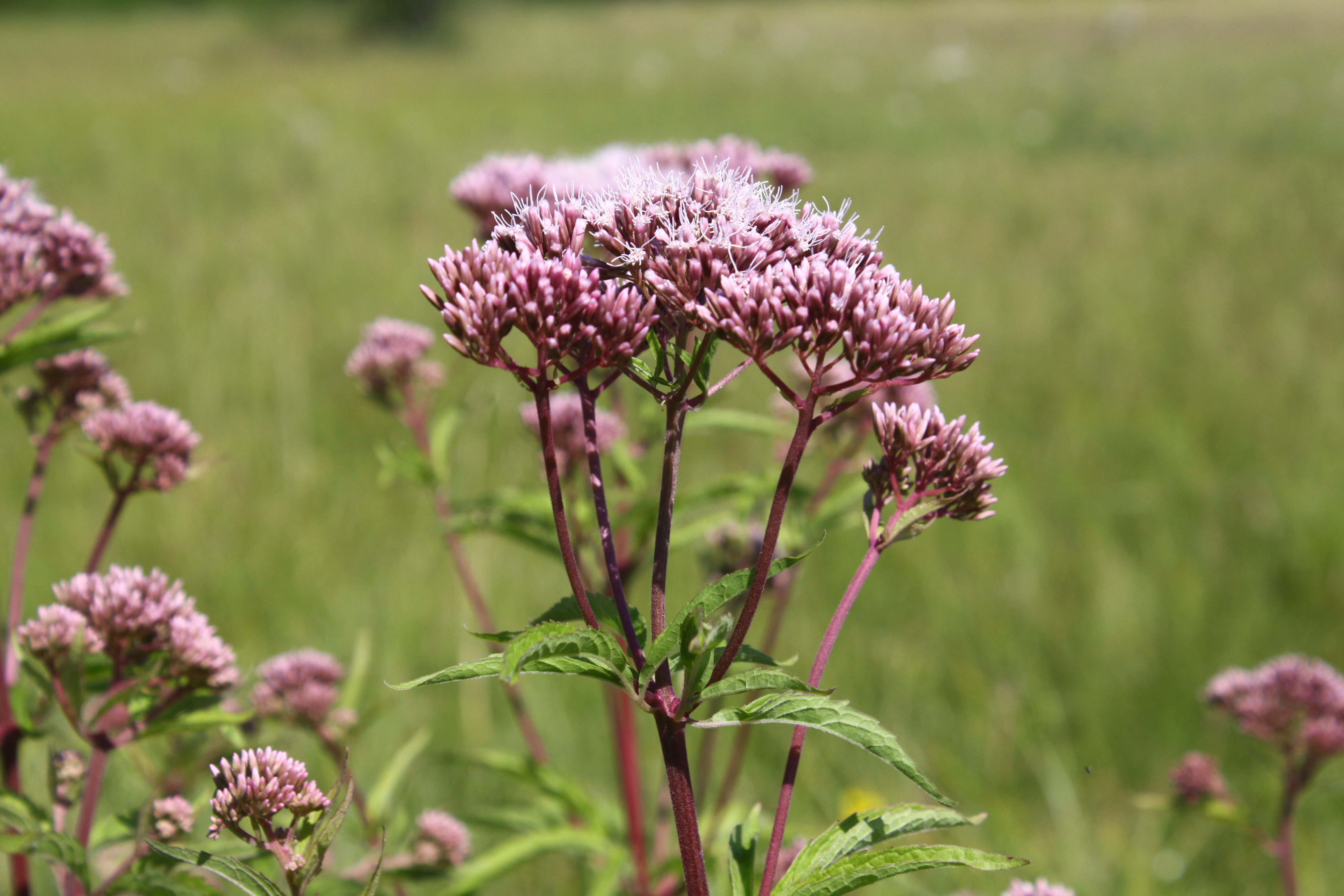 13082013213121 1426 art 316 0 061