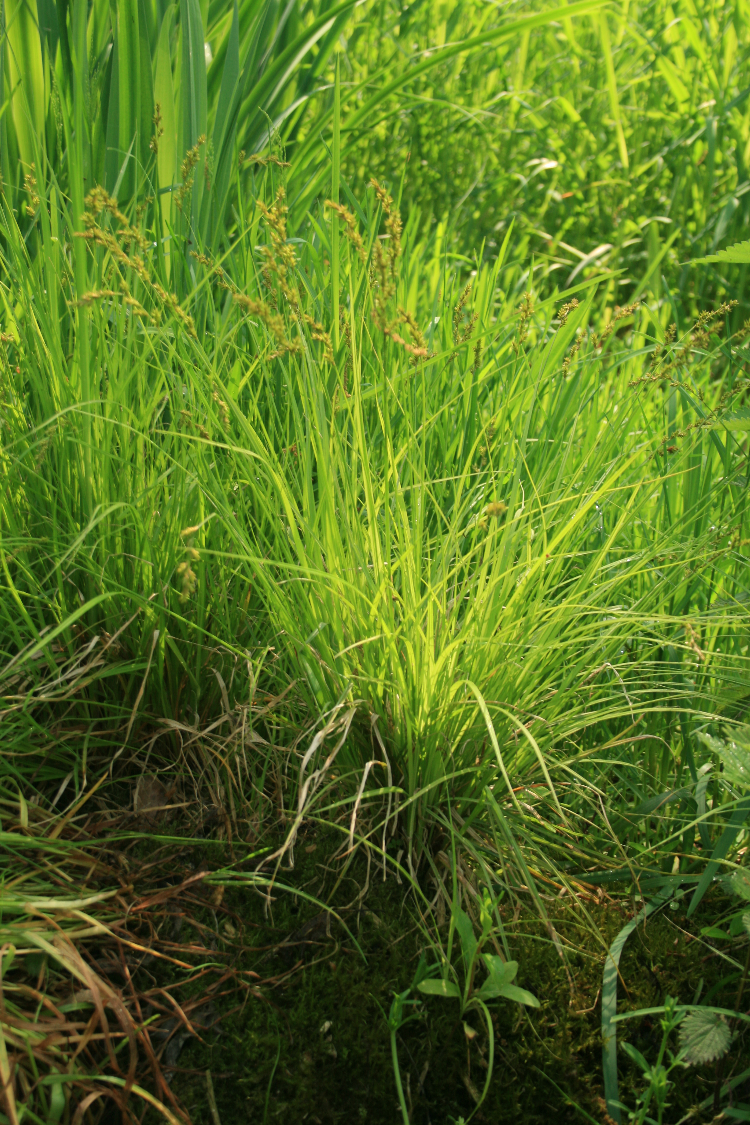 13082013213606 1427 art 227 carex elongata sicheldfsud img 7440