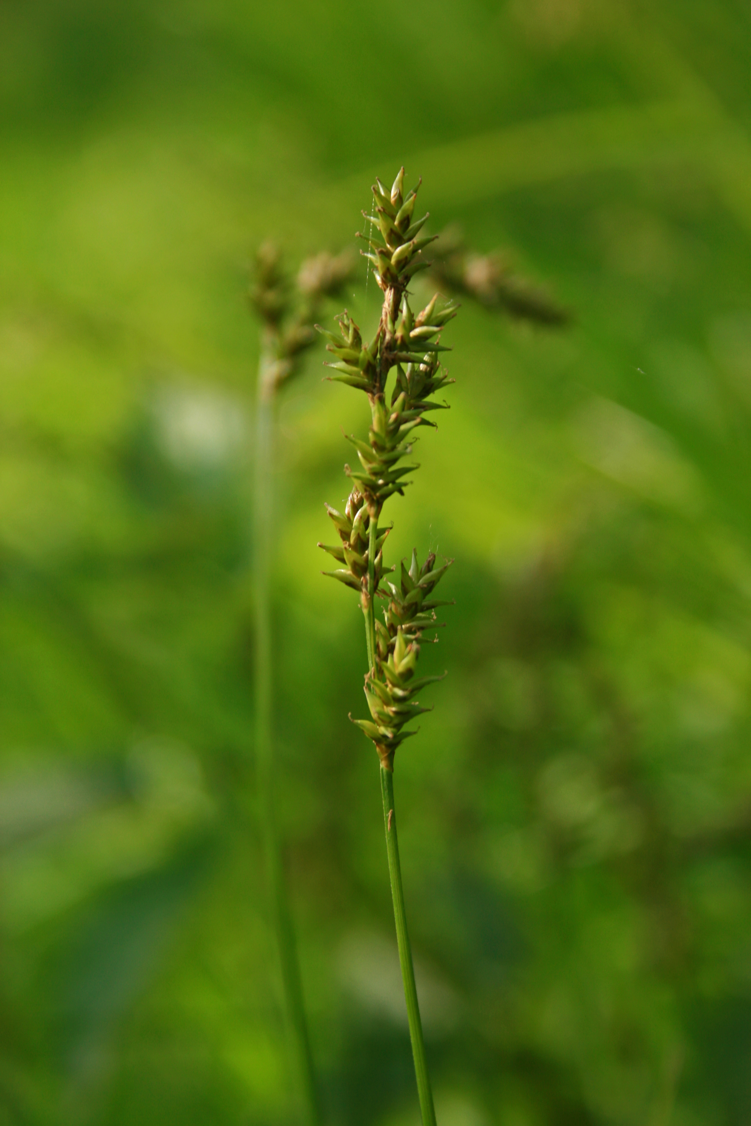 13082013214017 1428 art 227 carex16 elongata ori