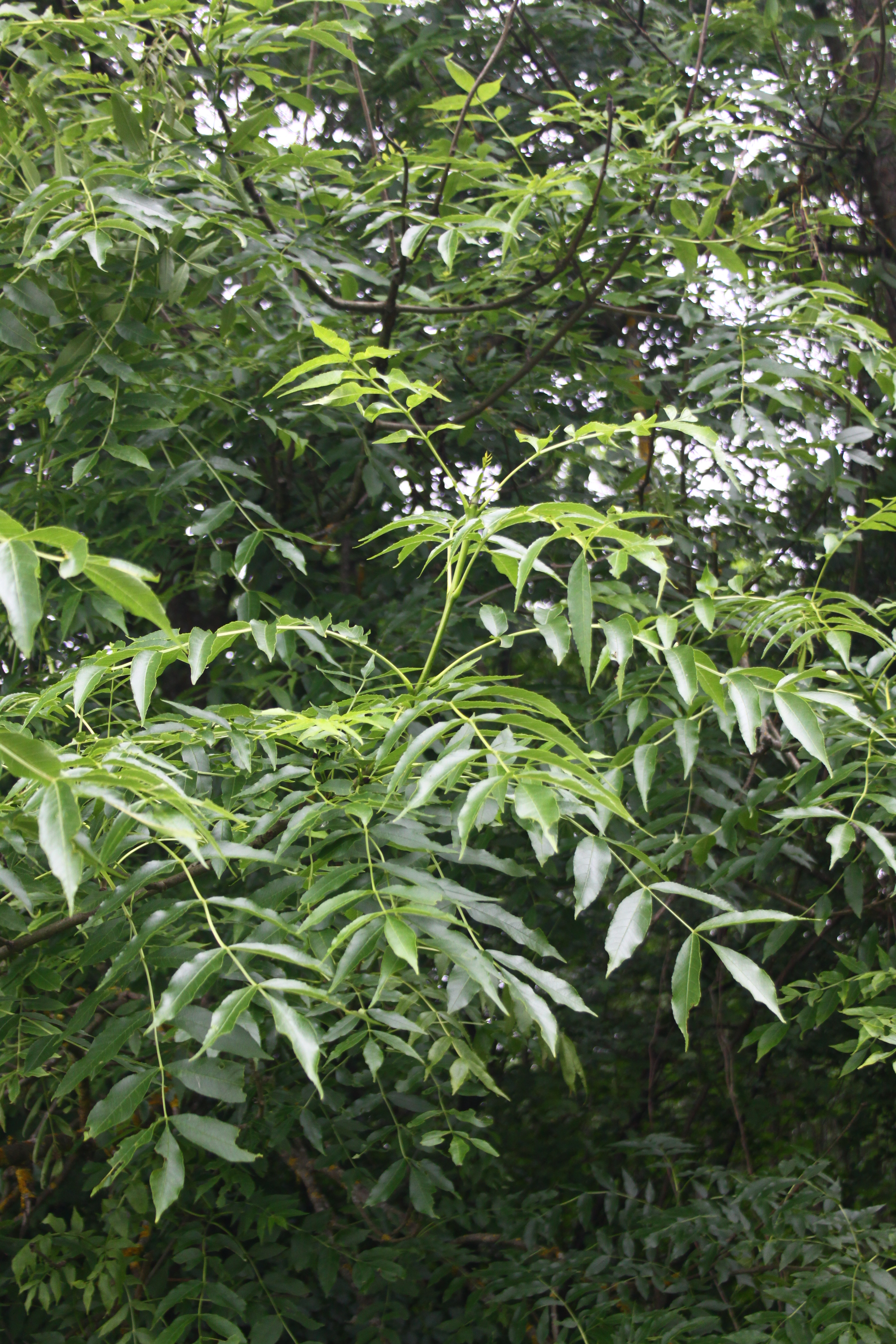 13082013214400 1429 art 209 fraxinus excelsior worth a d lafnitz 85010 164