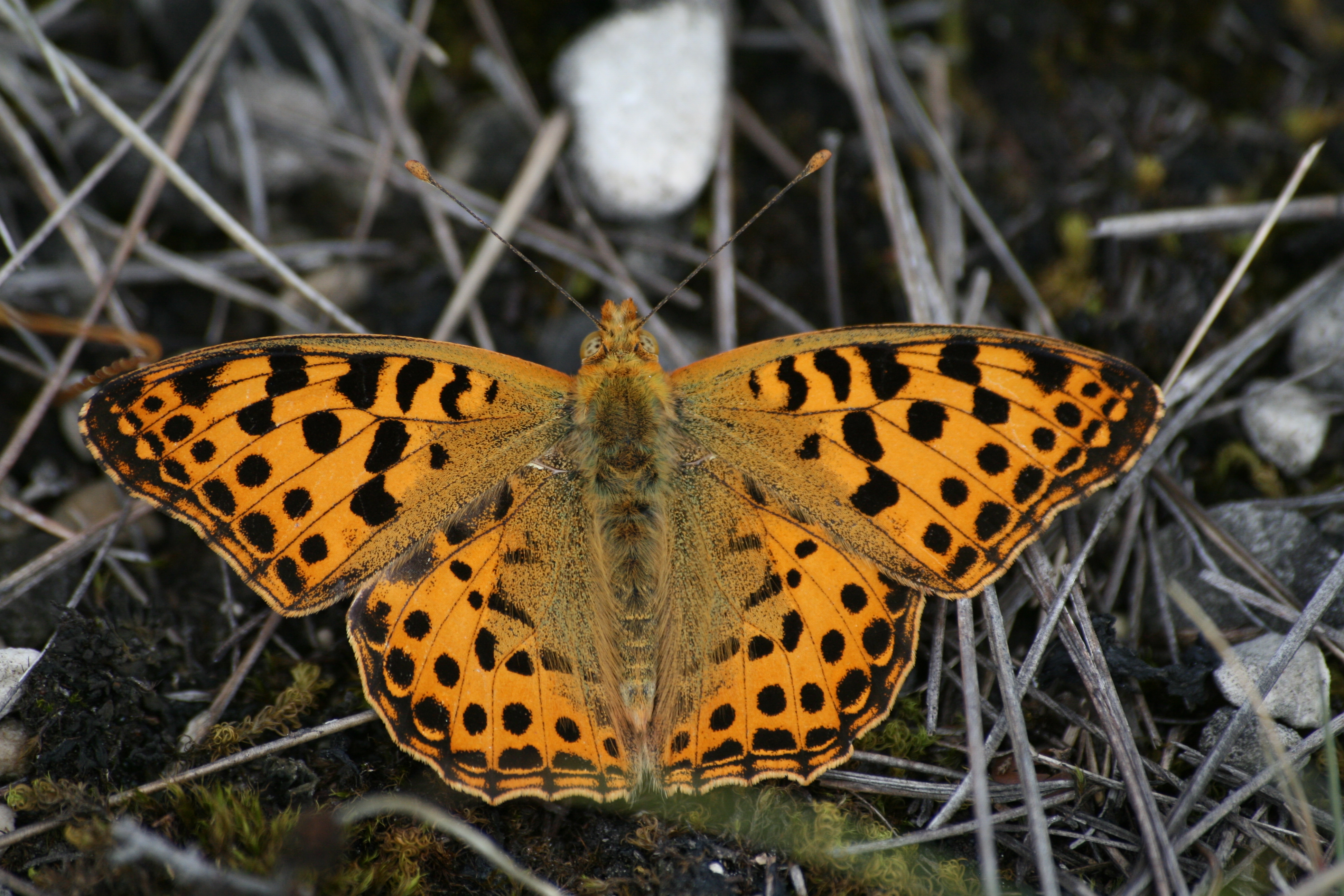 13092013131411 2074 art 1209 issoria lathonia saska balaton oberland ungarn 14 22