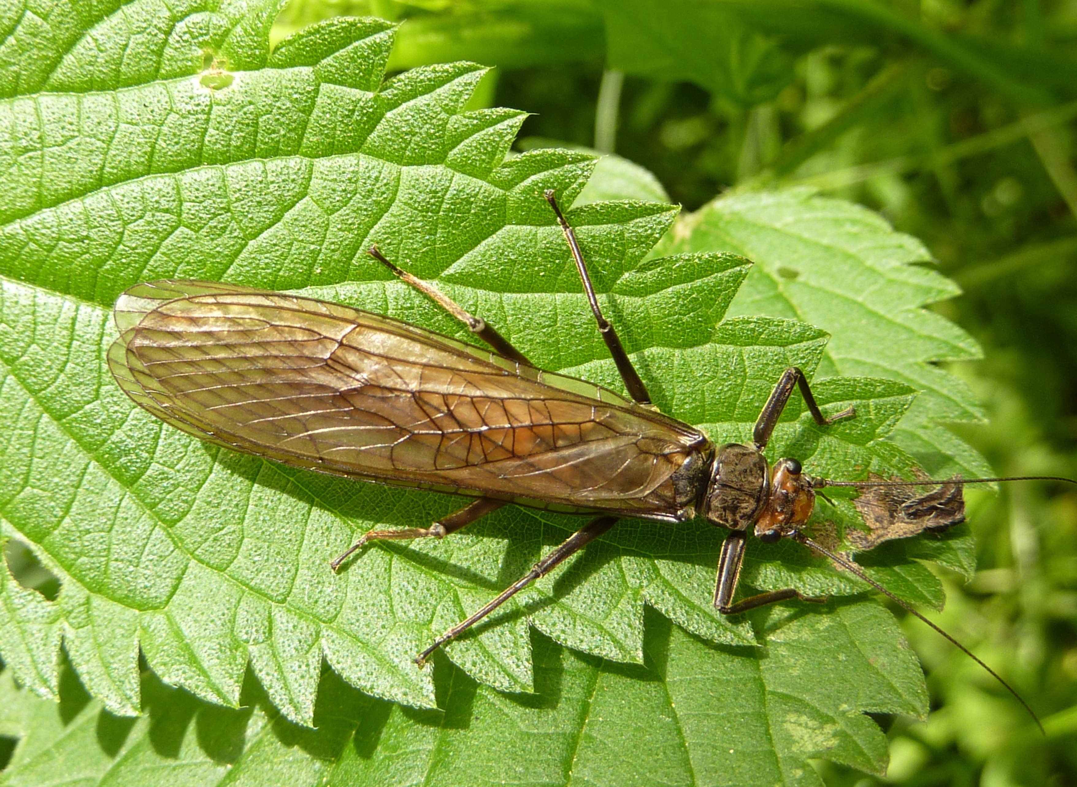 13092013160132 2077 art 1392 steinfliege j.gepp