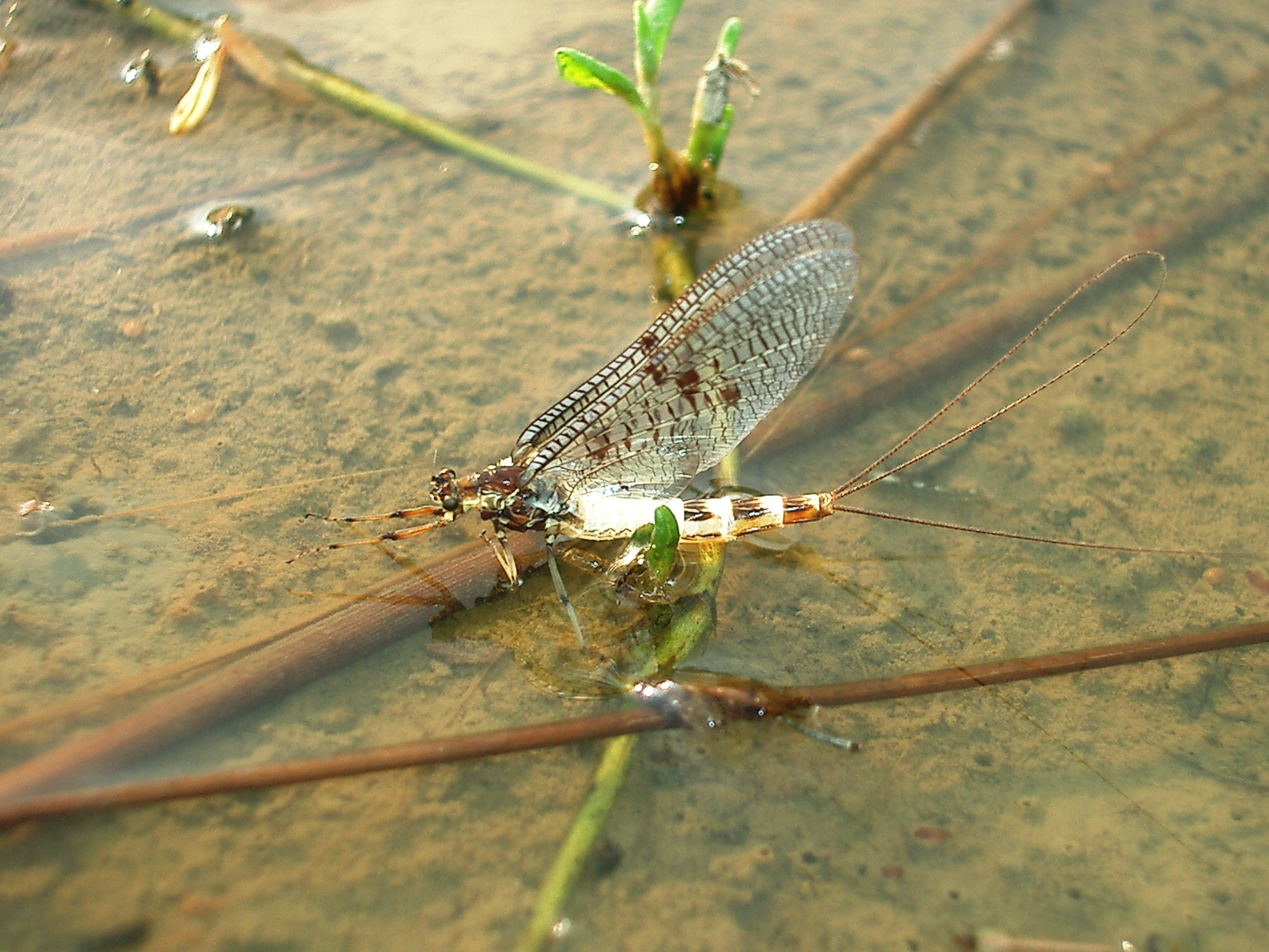 13092013161018 2078 art 1393 eintagsfliege j. gepp