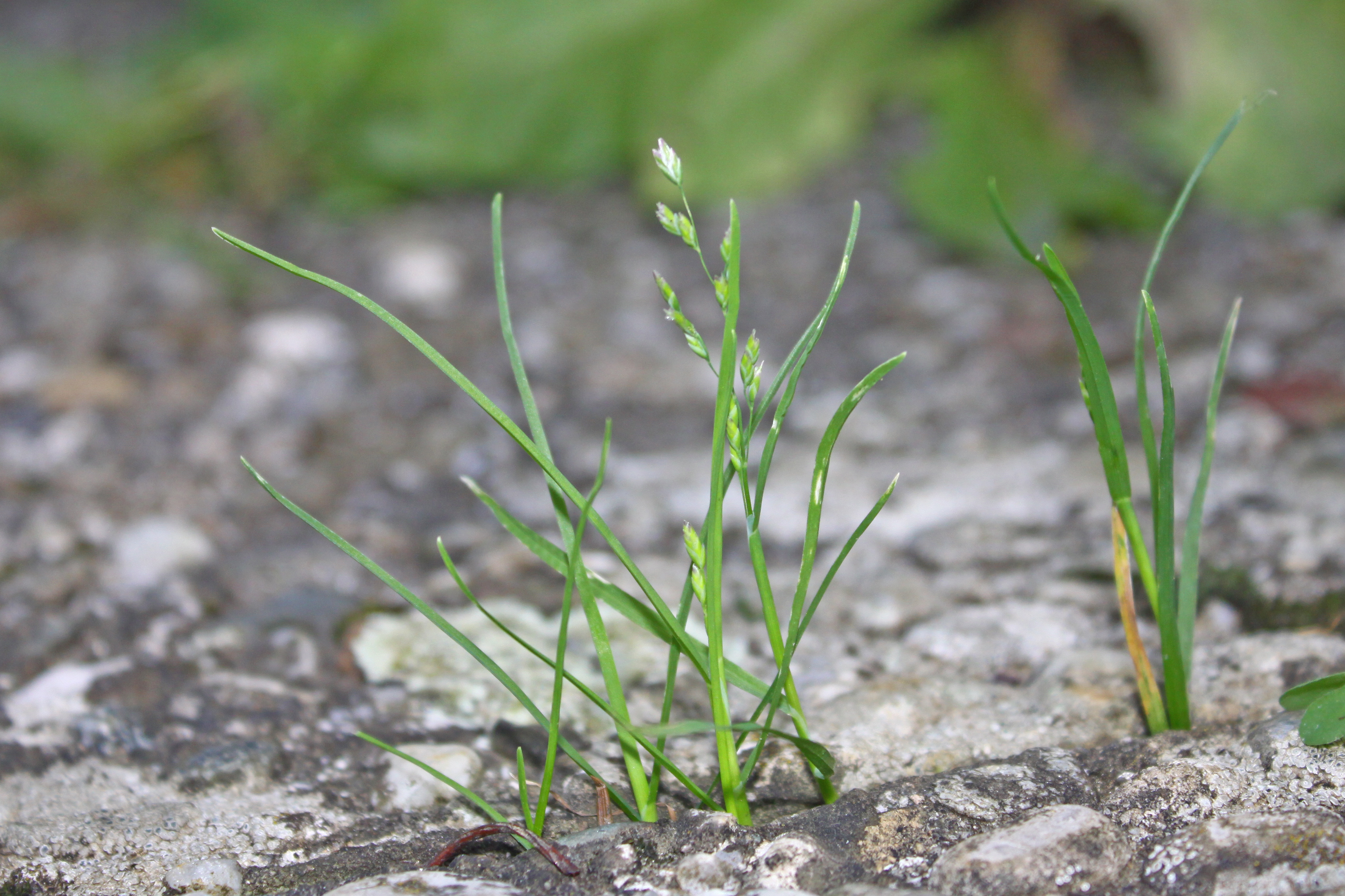 13092013205903 2079 art 1305 poa annua burgfried 96216 12