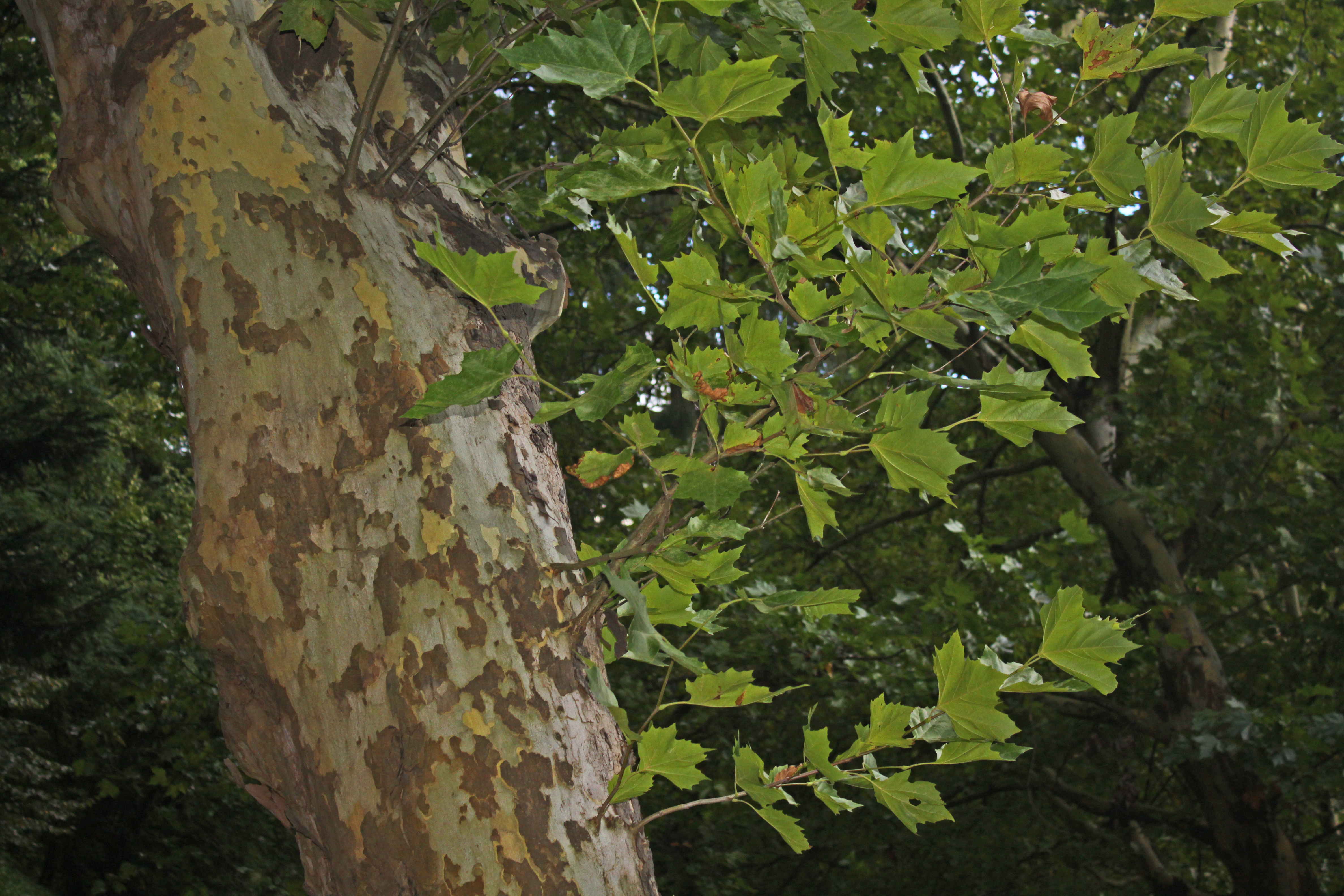 13092013211132 2080 art 1330 platanus gleichenberg kurpark 4640 3