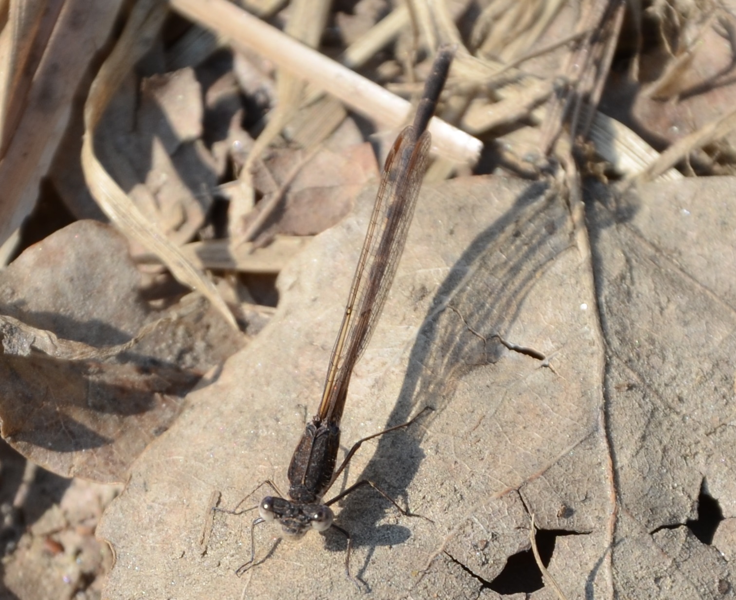 14032014143118 2259 art 1439 winterlibelle