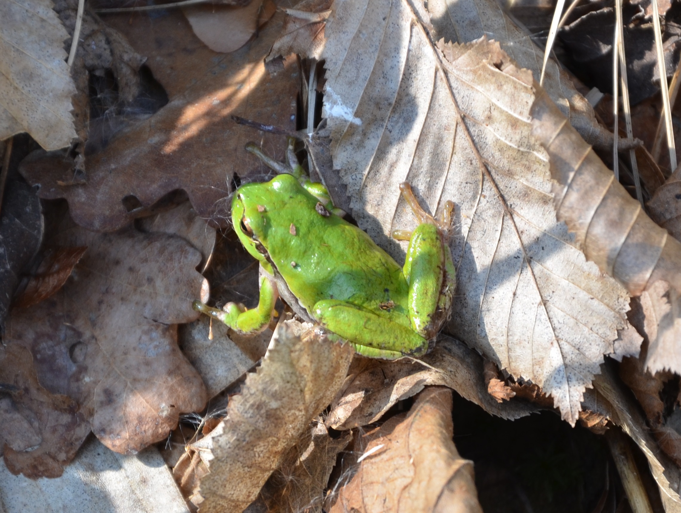 14032014144657 2260 art 1015 laubfrosch