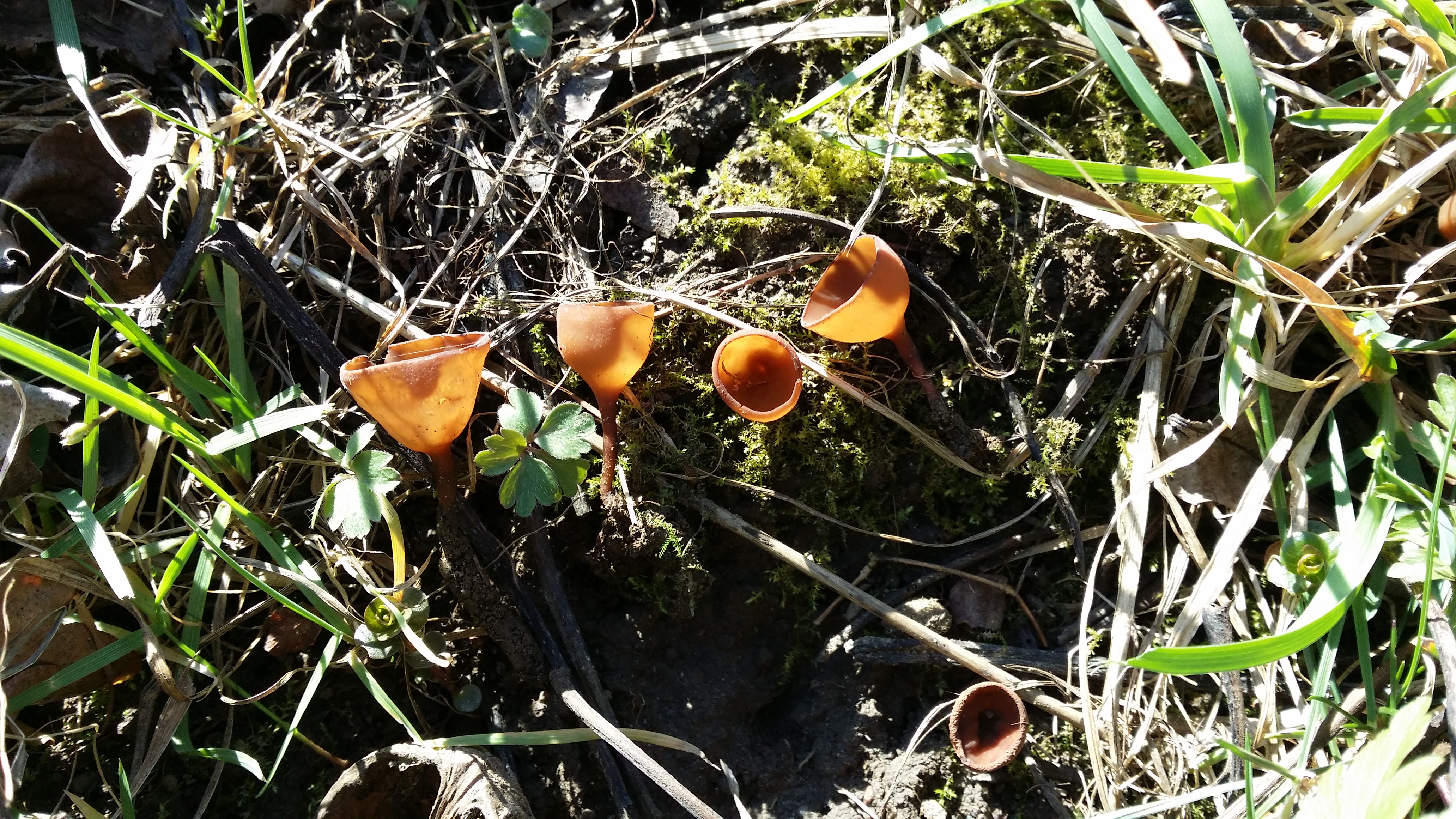 14032016195623 2796 art 649 20160314 144437