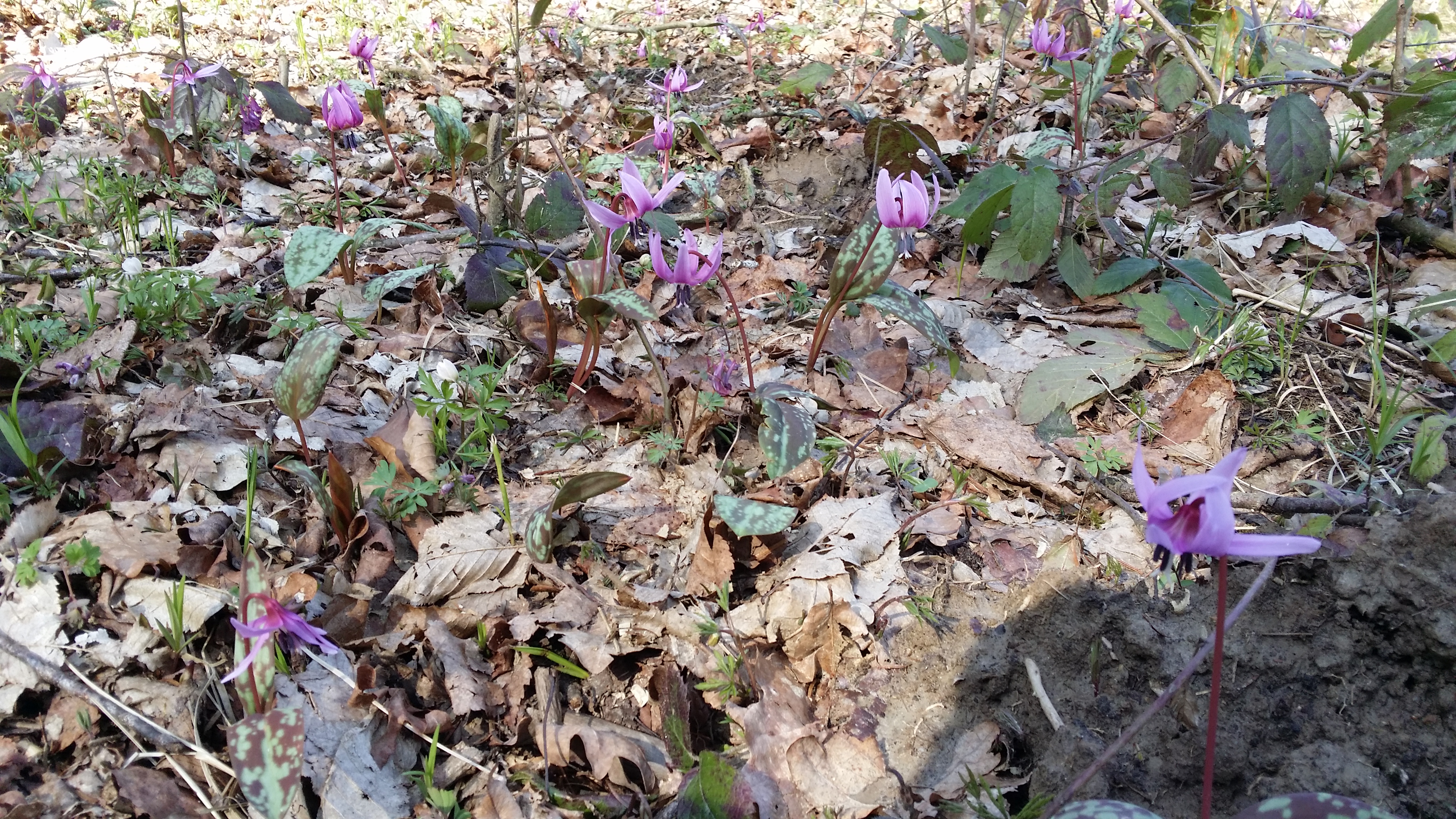 14032016200047 2797 art 1426 20160314 113606