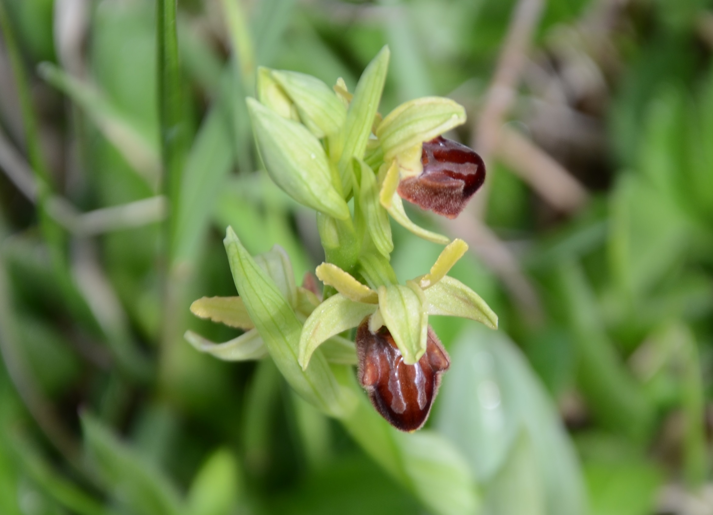 14042014174219 2299 art 550 ophris sphegodes
