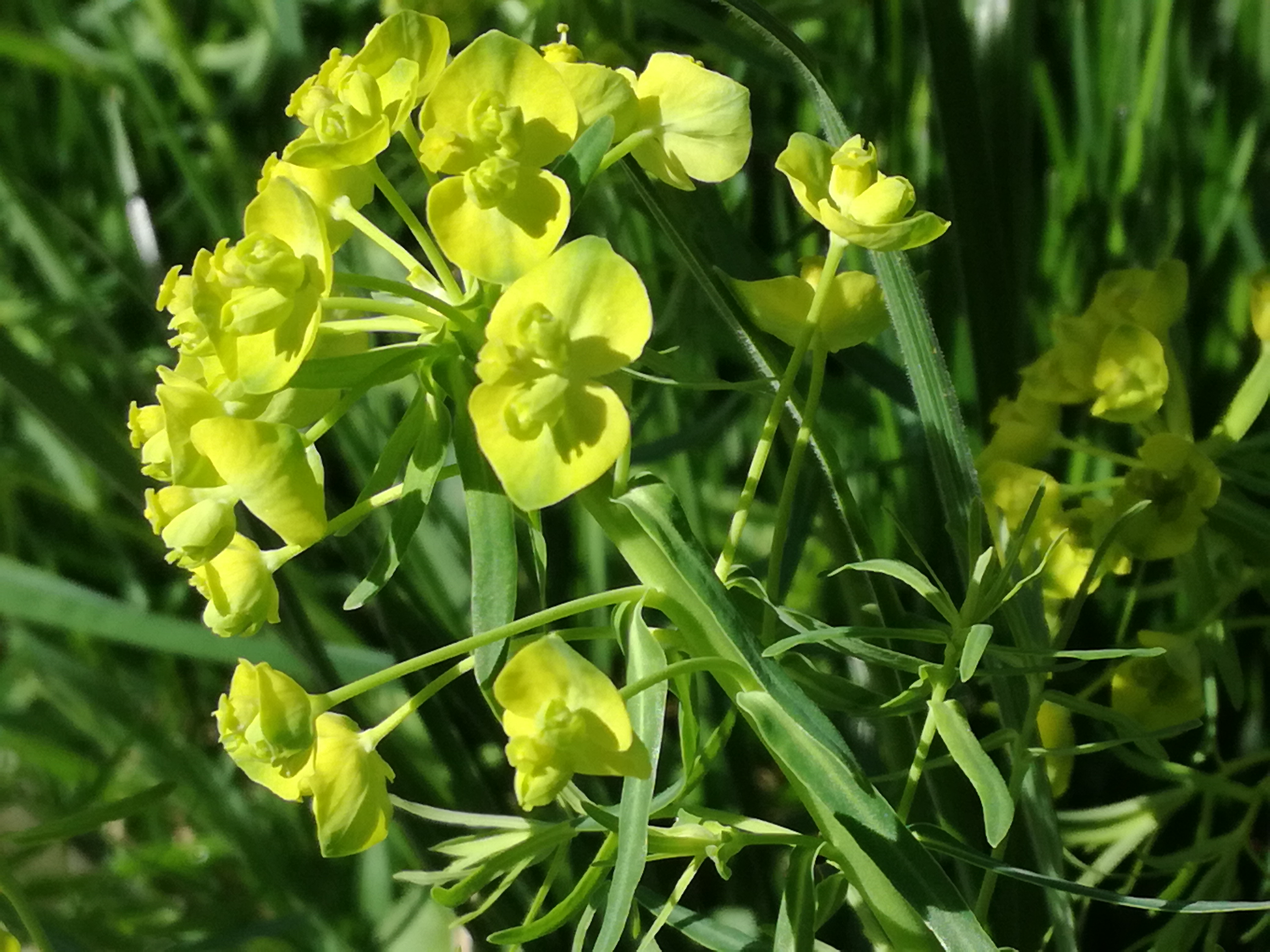 14042018192348 3506 art 2112 img 20180414 103952