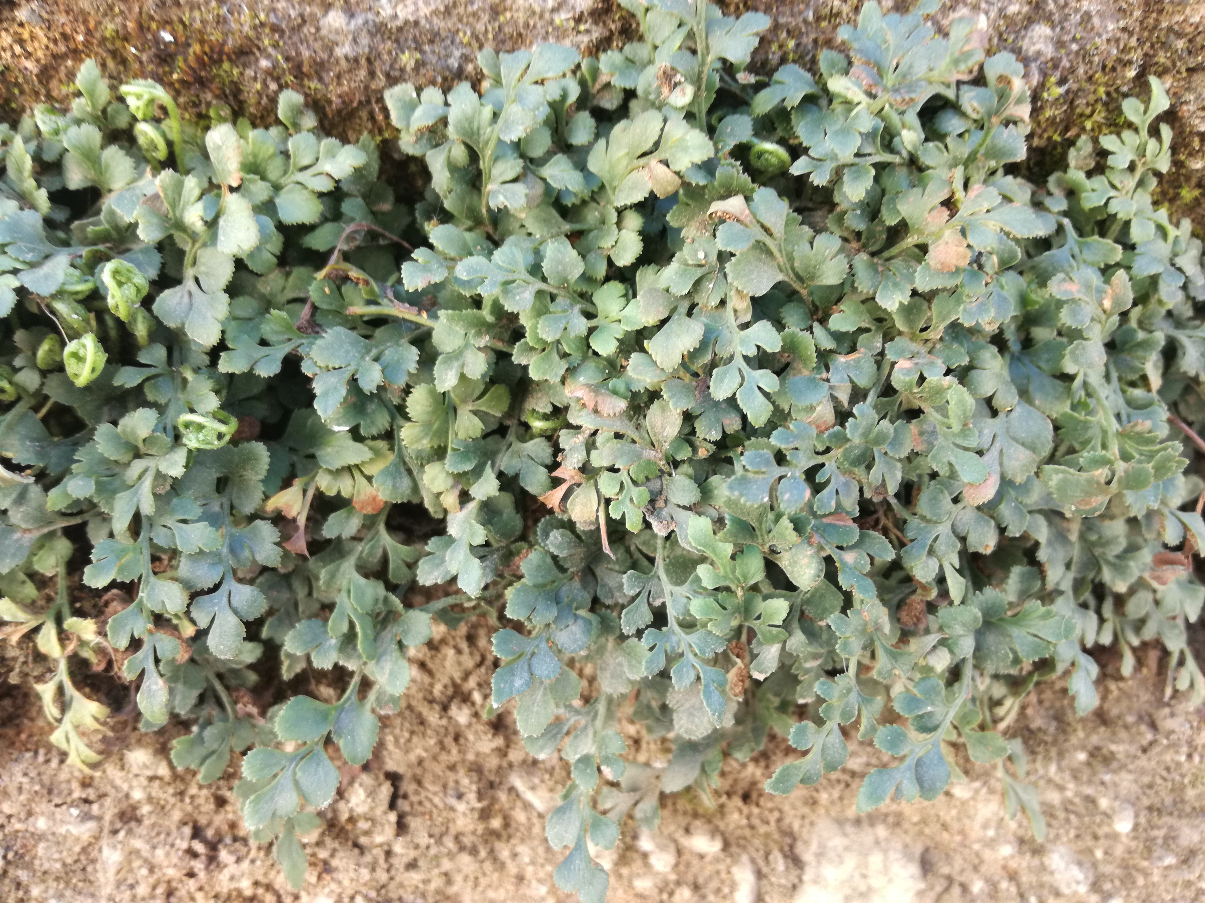 14042018194631 3509 art 2114 img 20180414 124251