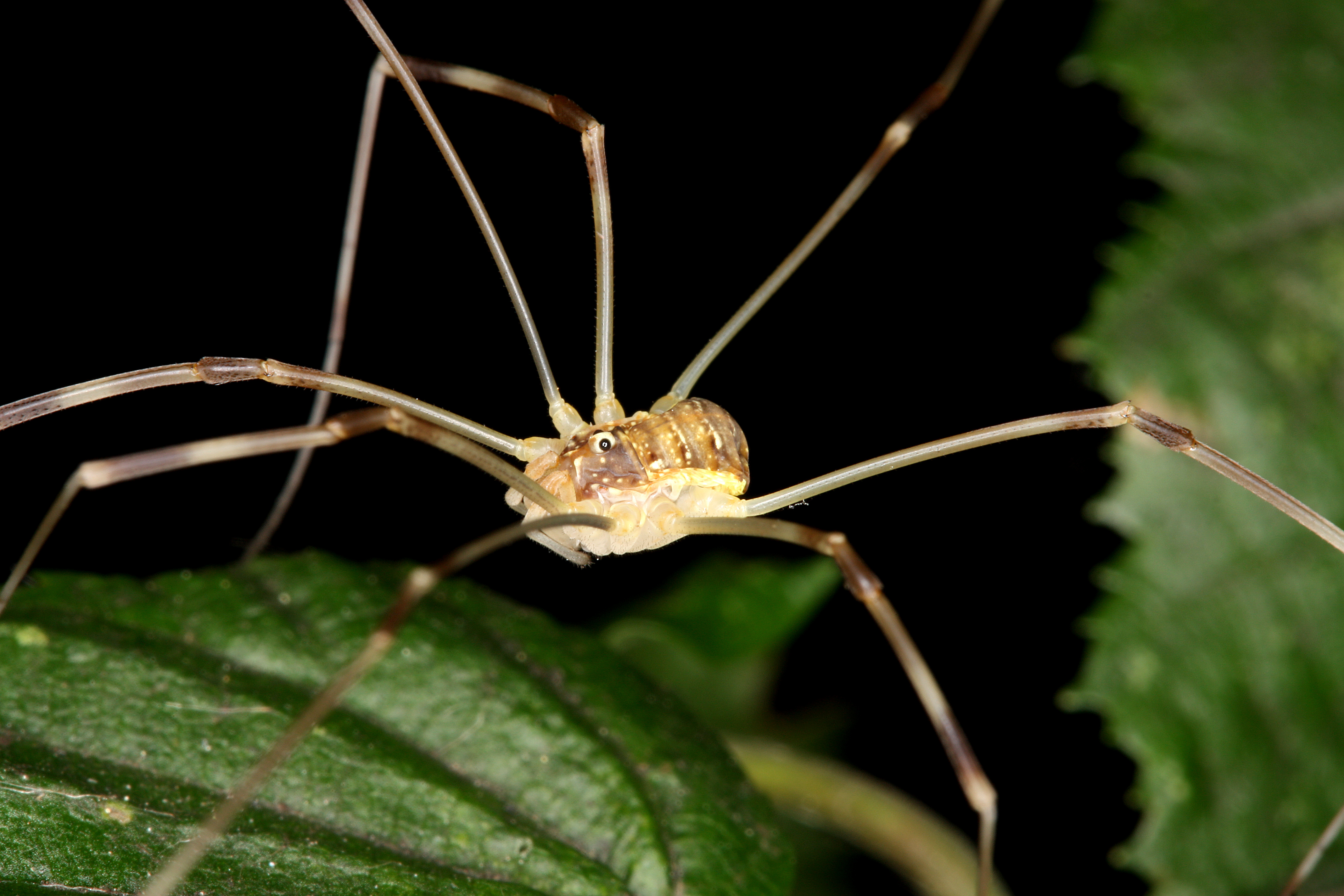 14052013094239 351 art 401 opilio canestrini st graz schonbrunngasse 22 13 7 2008 chko 11 korrf