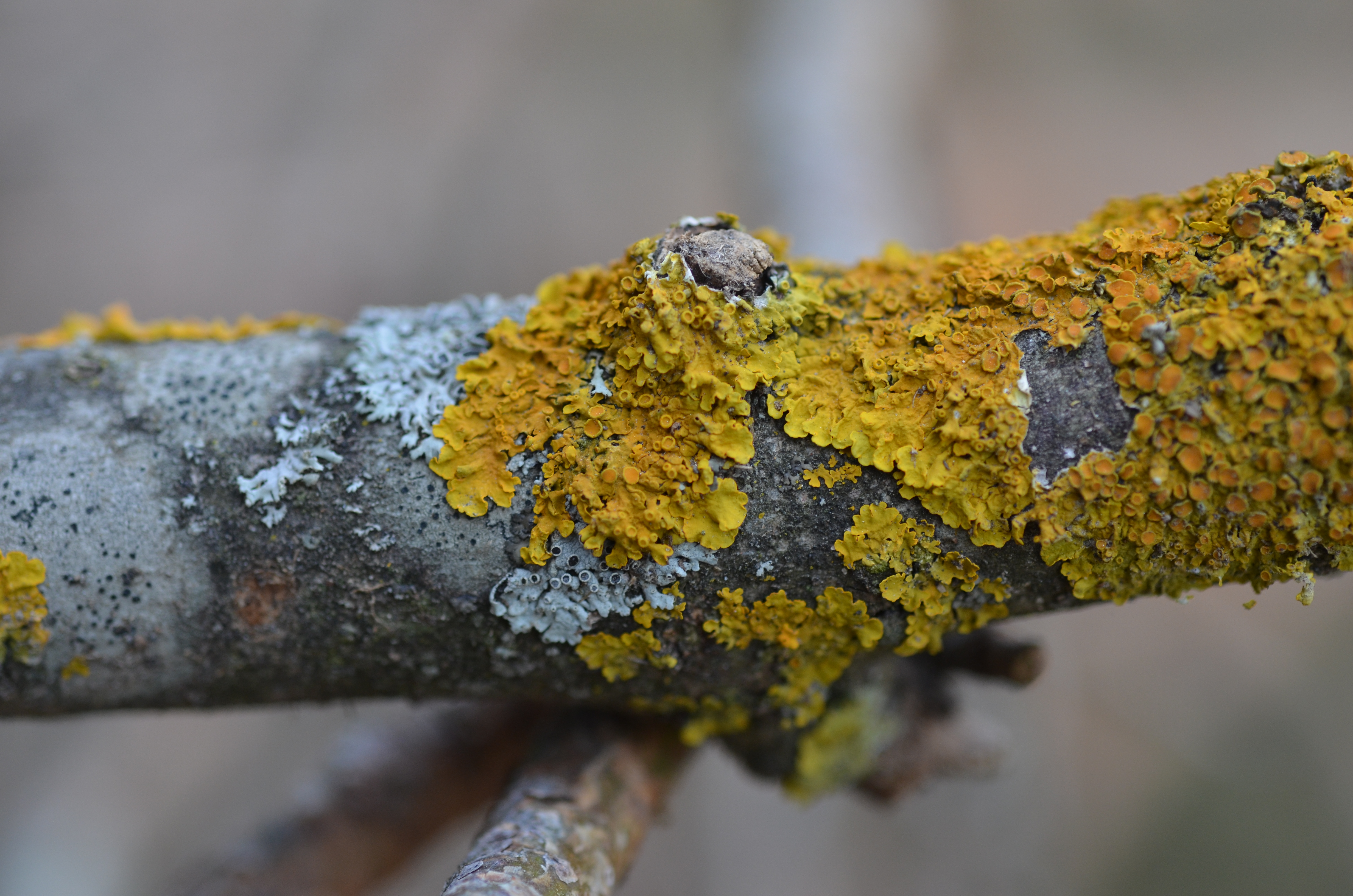 14052013161136 358 art 405 xanthoria parietina